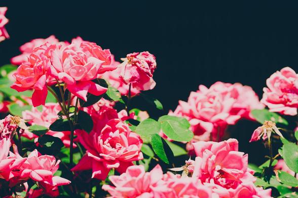 Numerous pink roses with many petals,  a little green foliage and a dark background behind