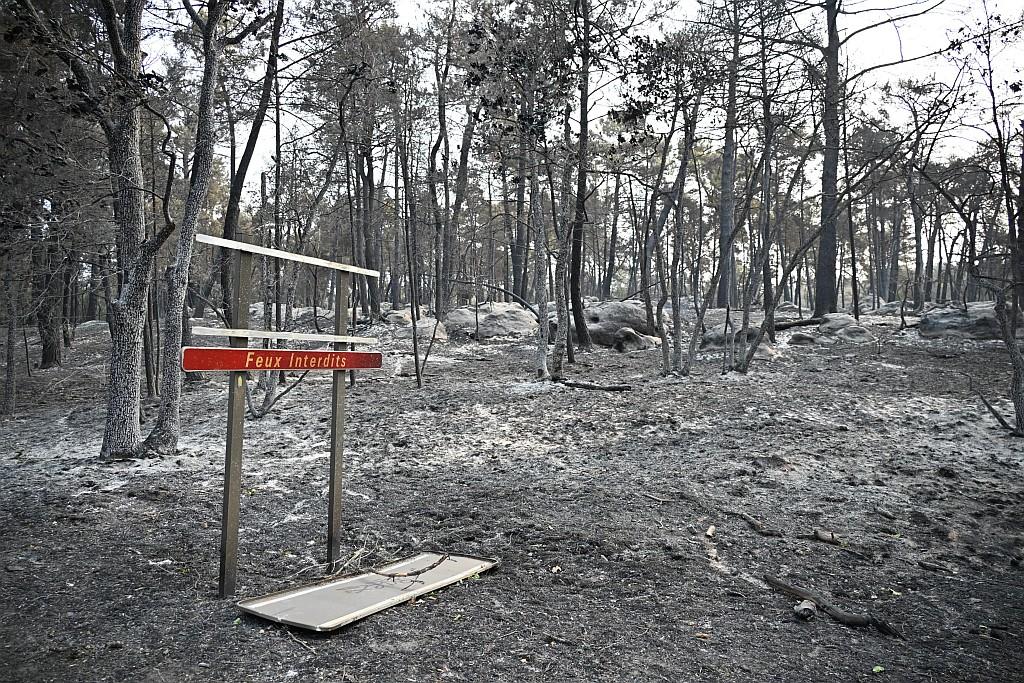 A blackened forest with a red sign "fire forbidden."