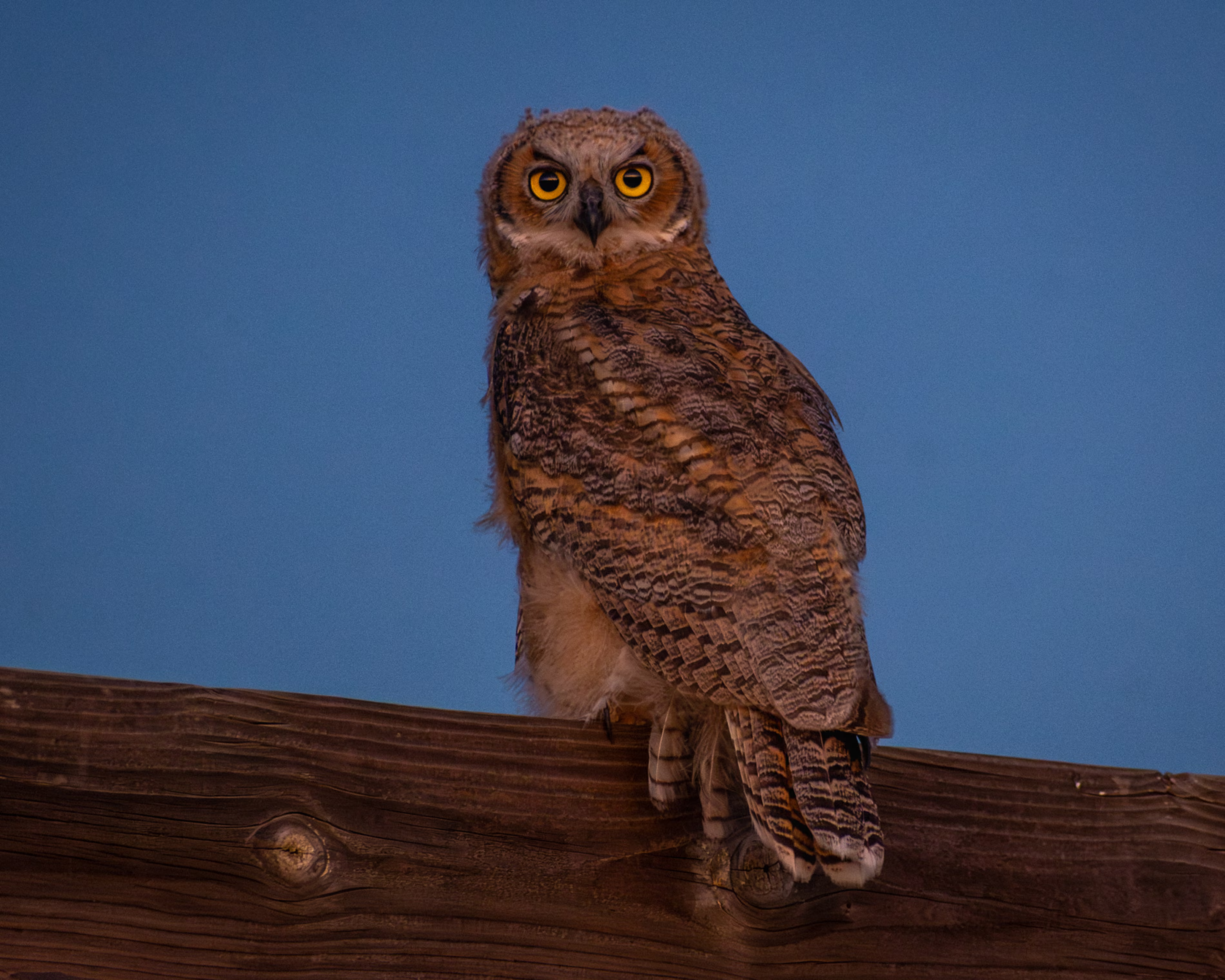 Juvenile great horned owl.