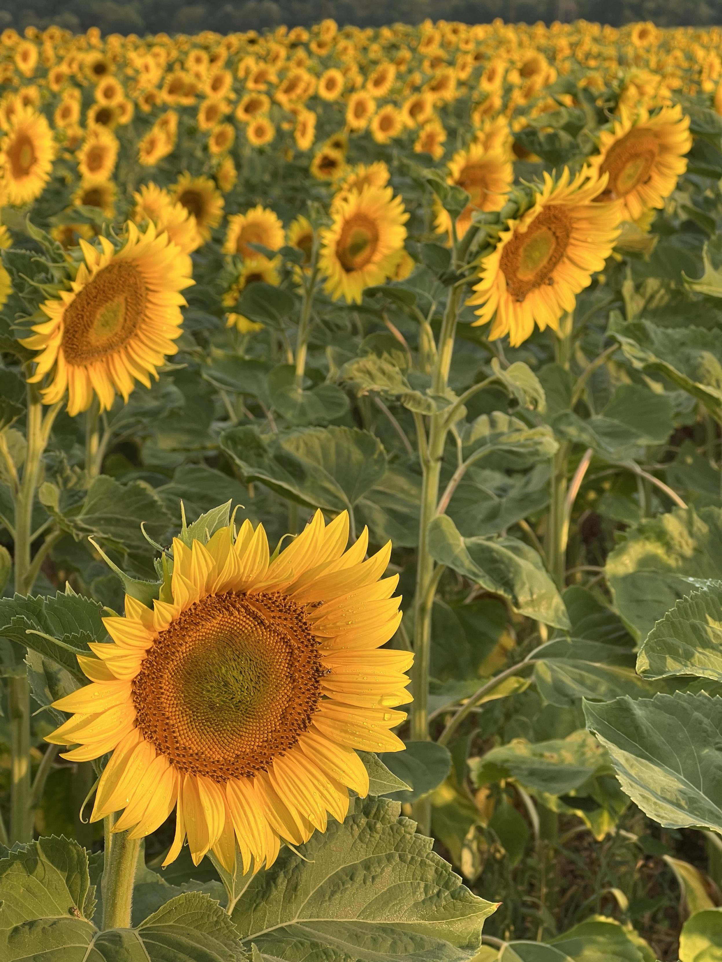 Ein morgendliches Sonnenblumen Feld