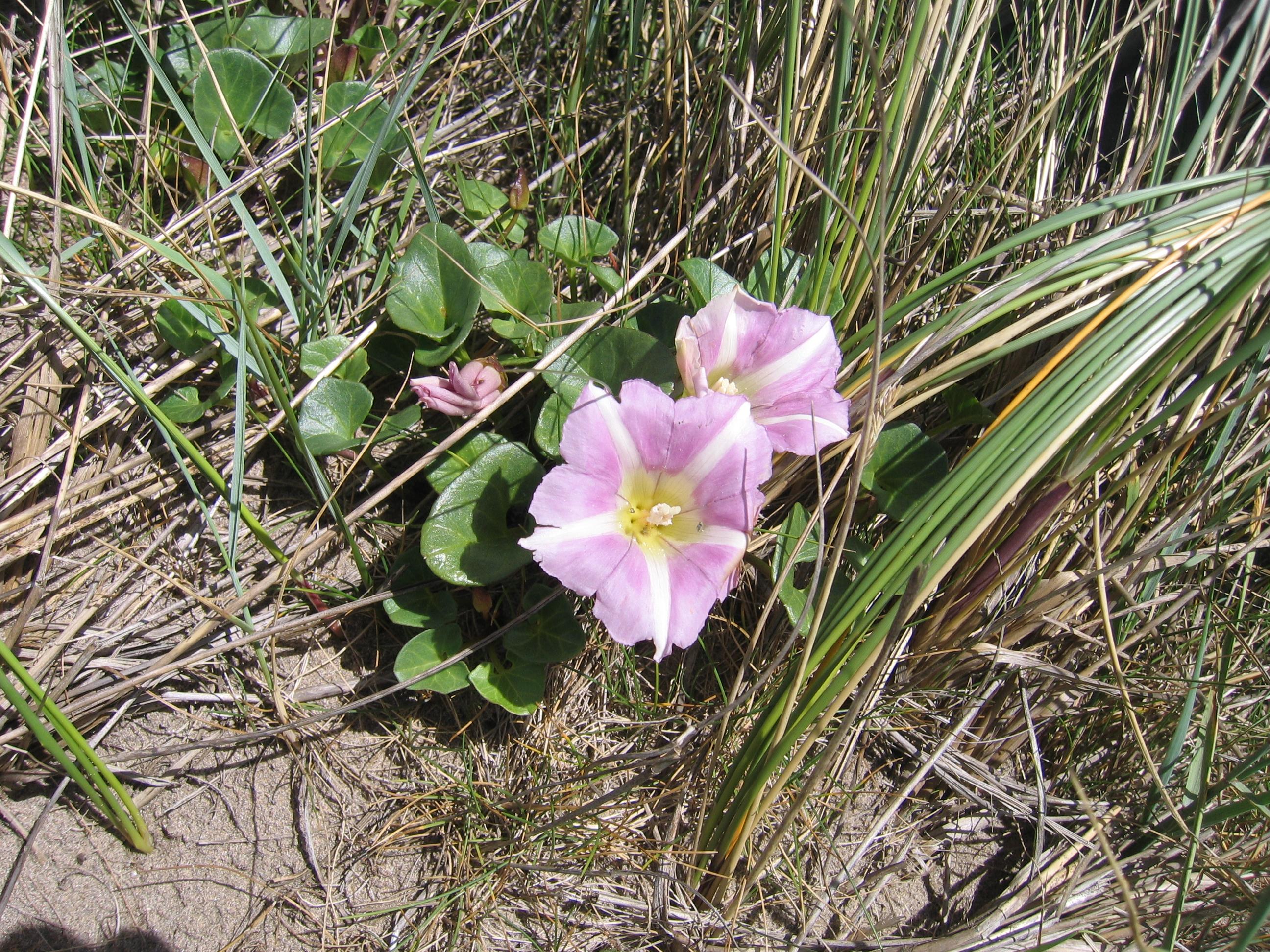 An image of a plant with two flowers, large in relation to the plant itself. They are pink with four white stripes, yellow stamens and white anthers. It has fleshy stems and shiny kidney-shaped leaves. The plant is surrounded by long grass leaves and there are patches of bare sand.