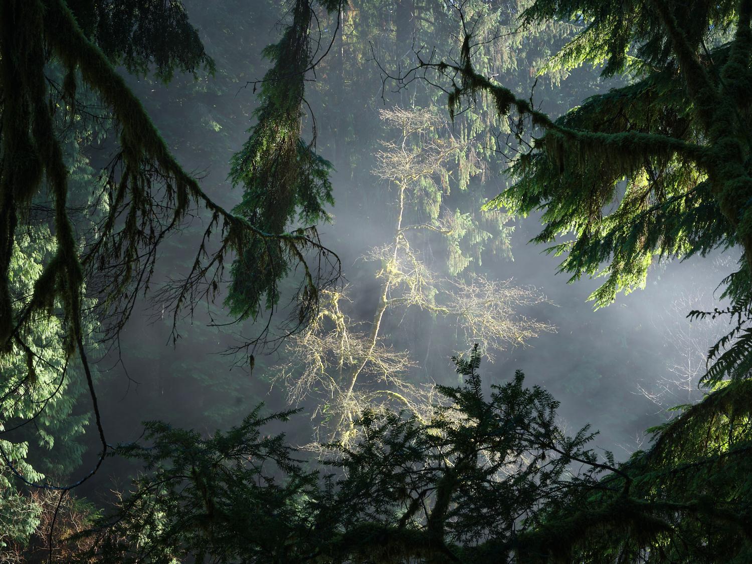 Bathed in sunlight, the tree framed my branches through a thin veil of river fog.
