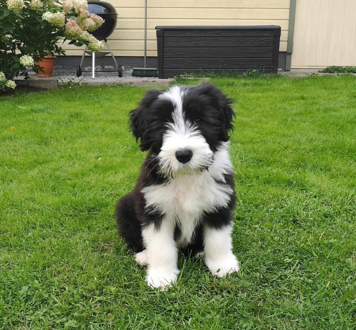 Balder som fyller 5 år idag