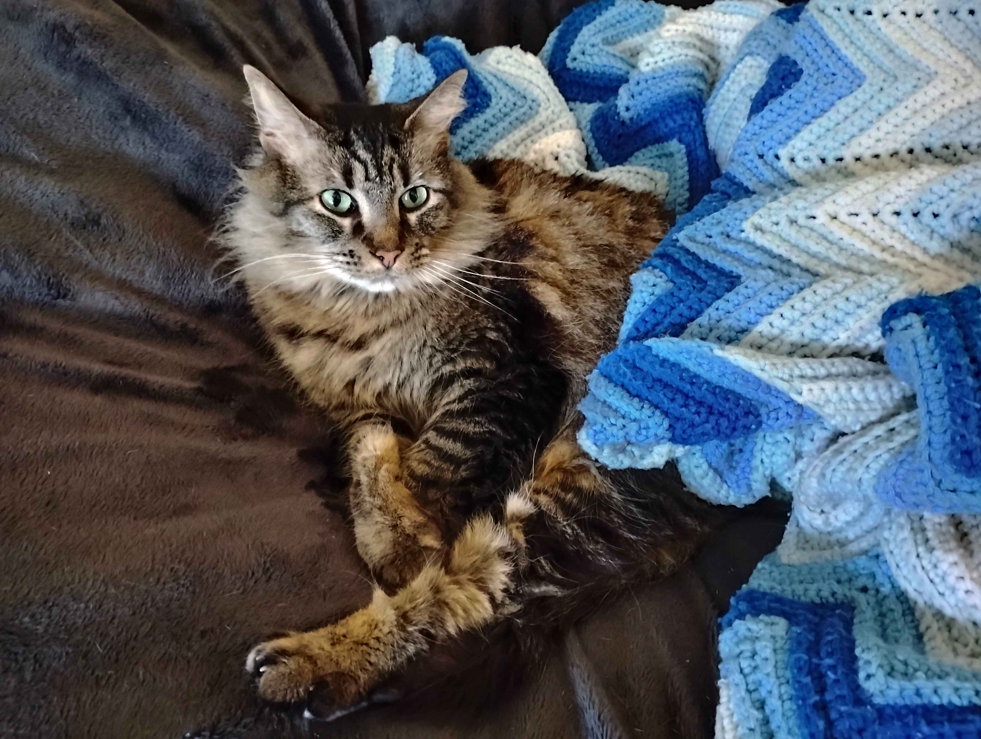 A photo of Goobie [cat] resting on a large gray beanbag with an afghan with multiple shades of blue and white partially covering Goobie.