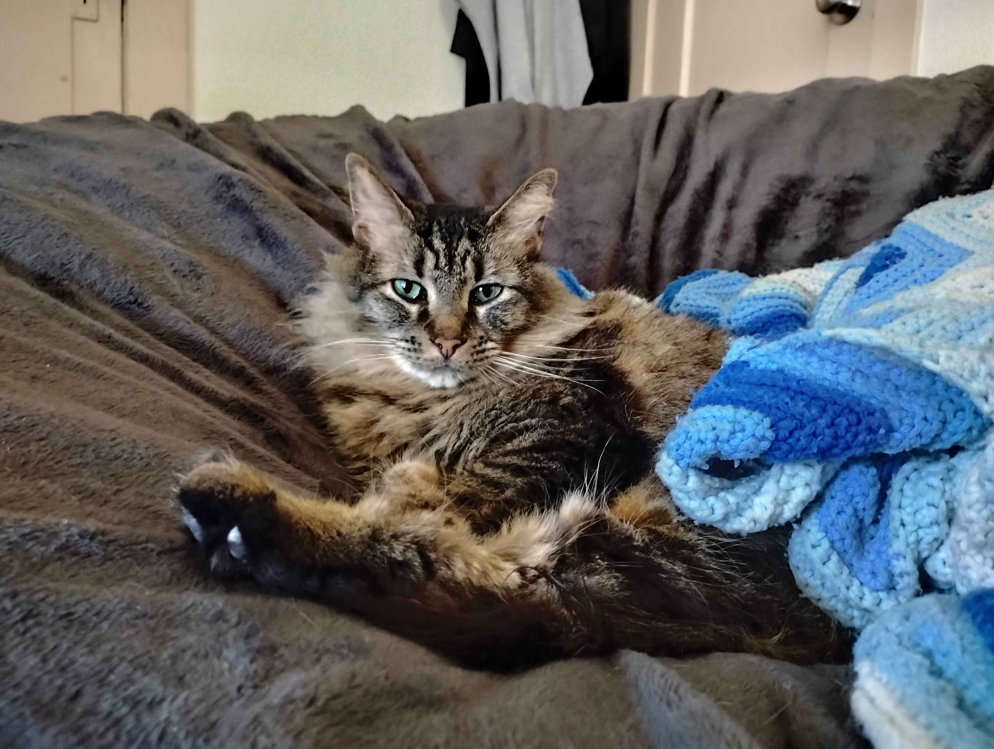 A photo of Goobie [cat] resting on a large gray beanbag with an afghan with multiple shades of blue and white partially covering Goobie, taken from ground level. She is staring directly into the camera.