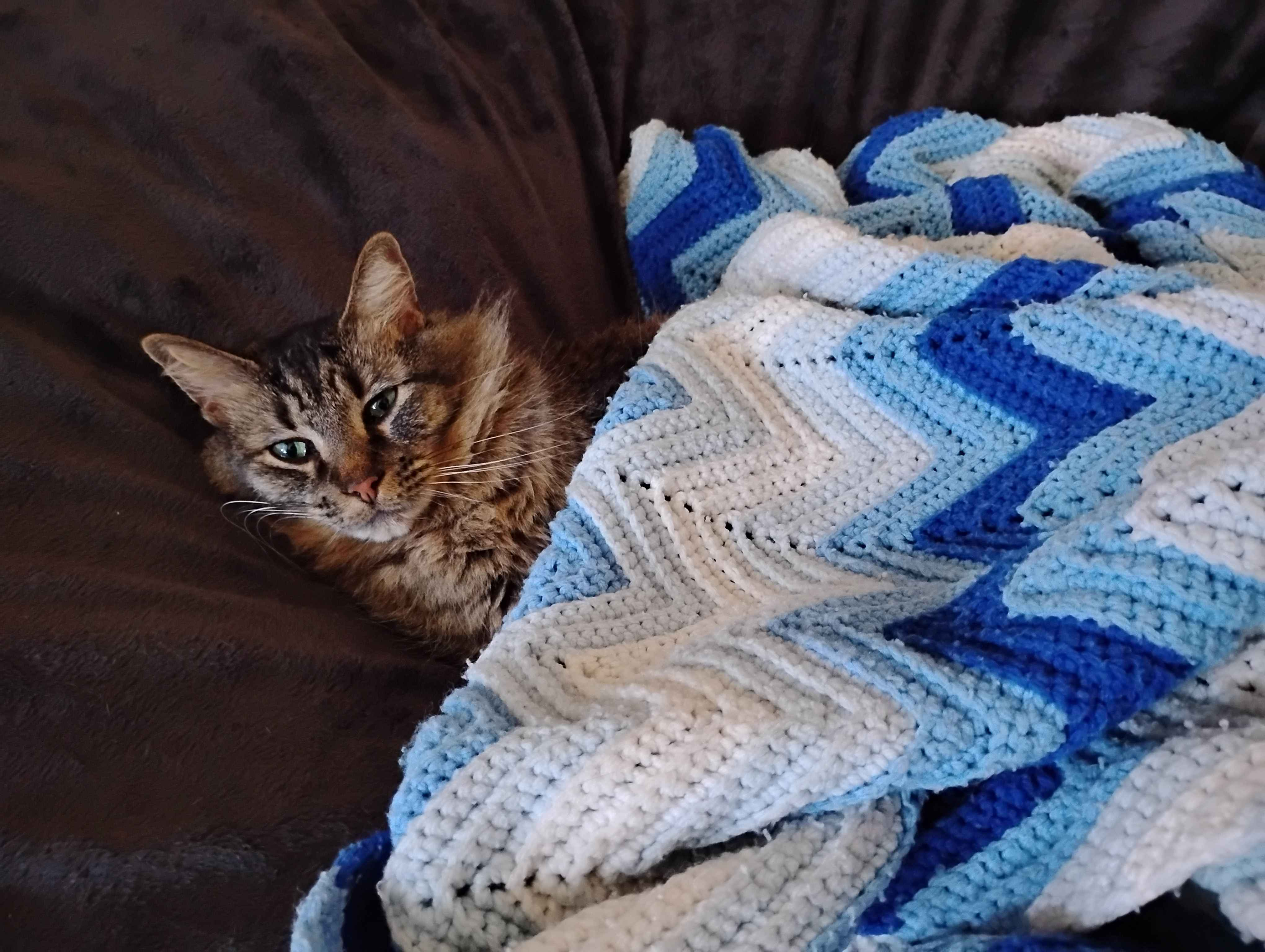 A photo of Goobie [cat] resting on a large gray beanbag with an afghan with multiple shades of blue and white covering Goobie. Her head is seen, while her body is under the afghan.