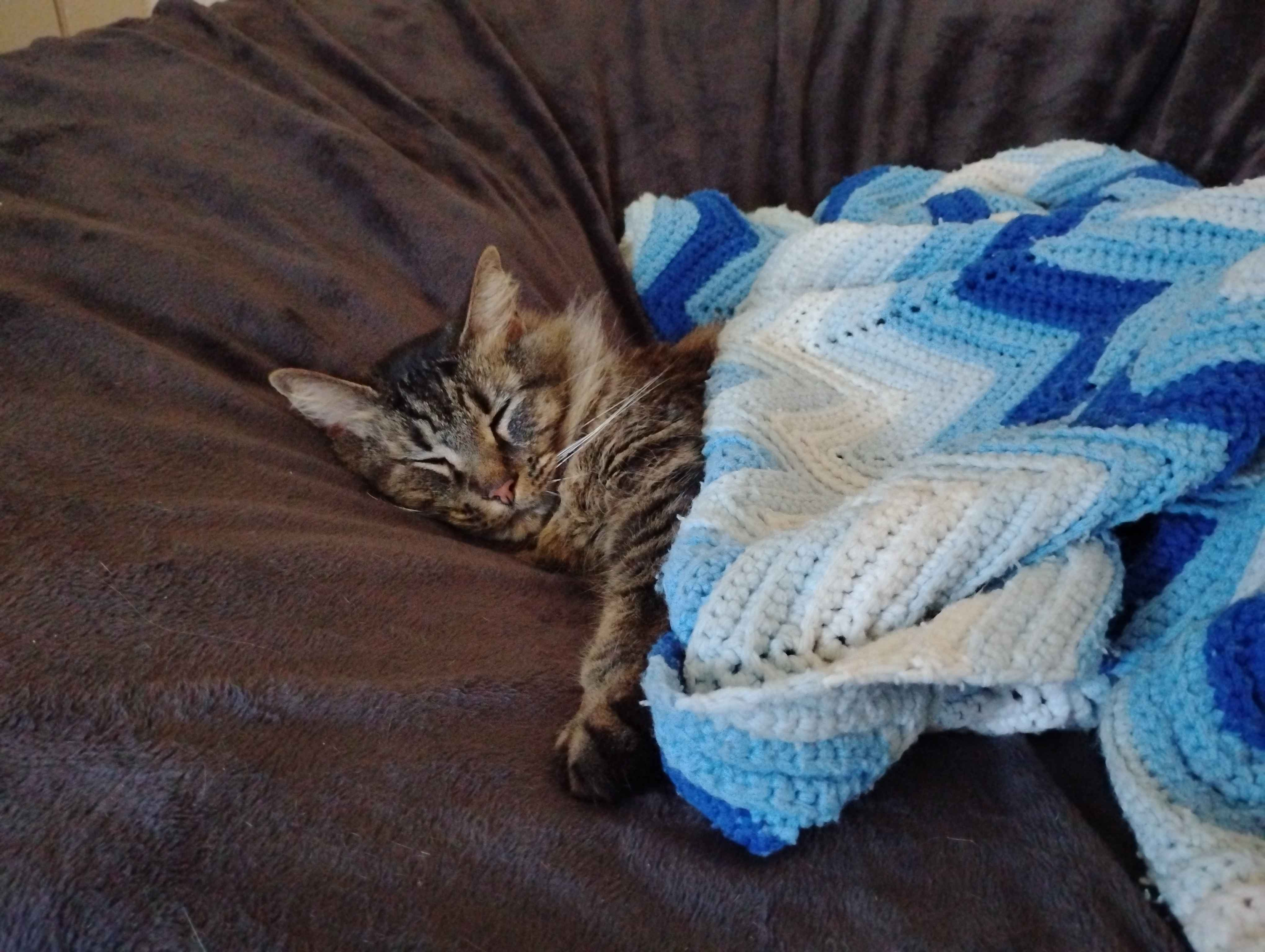 A photo of Goobie [cat] resting on a large gray beanbag with an afghan with multiple shades of blue and white covering Goobie. She is fully asleep in this photo.