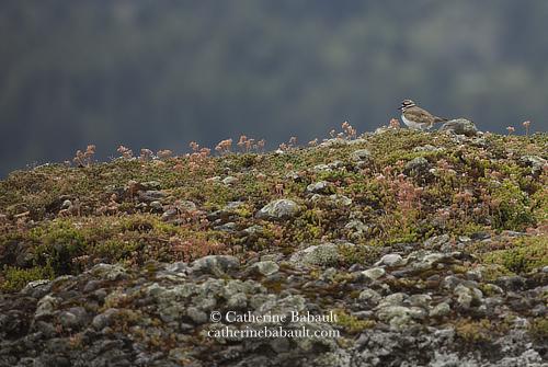 A large boulder filling up two third of the photo. There is some short vegetation on the boulder like small pink flowers and moss. On top of the boulder to the left, there is a killdeer camouflaged. It is a brown shorebird with a white belly and long legs but we can't see the legs in the photo. In the background there is a coastal forest that looks dark and blurry.
