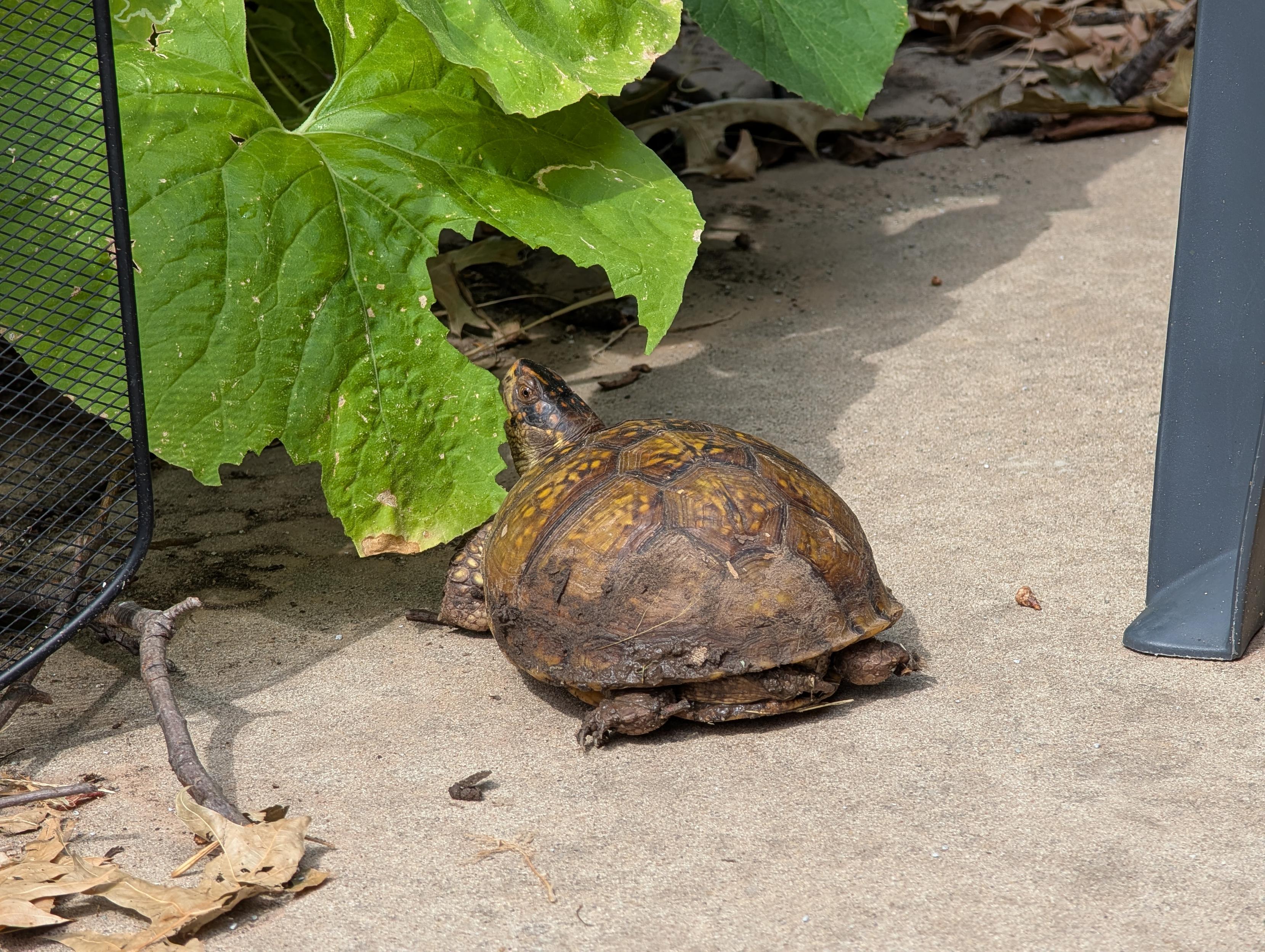 A box turtle next to a big cucumber leaf with a suspiciously turtle-reach shaped section missing.