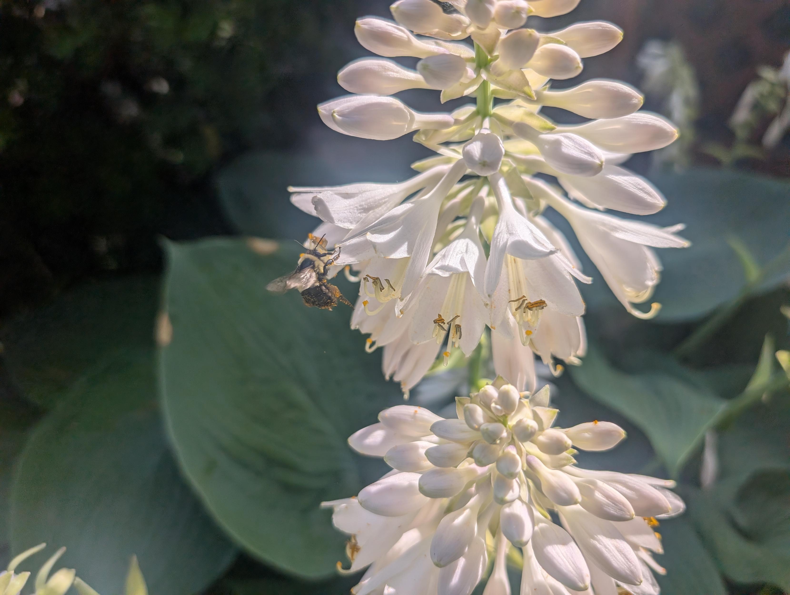 A compound flower of a hosta plant being visited by a bee. This hosta has white flowers. The bee is covered in pollen. This is a really nice hosta it's grown pretty big.
