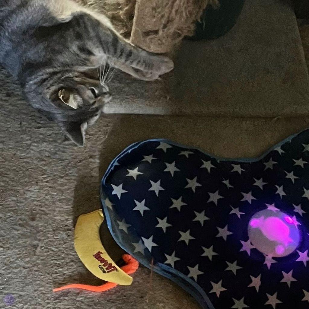 The upper left corner shows a lean gray tabby cat clutching the post of a beige carpeted cat tree, on a beige carpet, excited by the electronic toy with has a pink light in the middle, and a toy wand that brushed over a yellow canvas banana cat toy and an orange fuzzy worm with a bell.