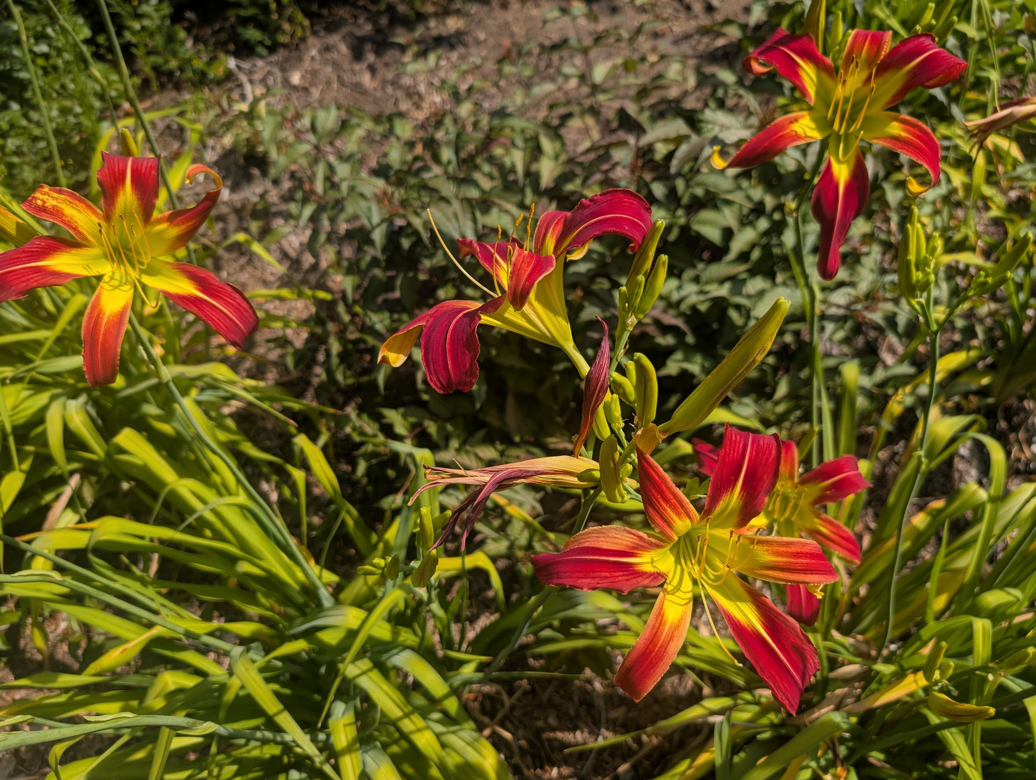 A group of 5 blooming daylilies and a few that haven't opened yet. This variety is reddish-orange and a yellow center.