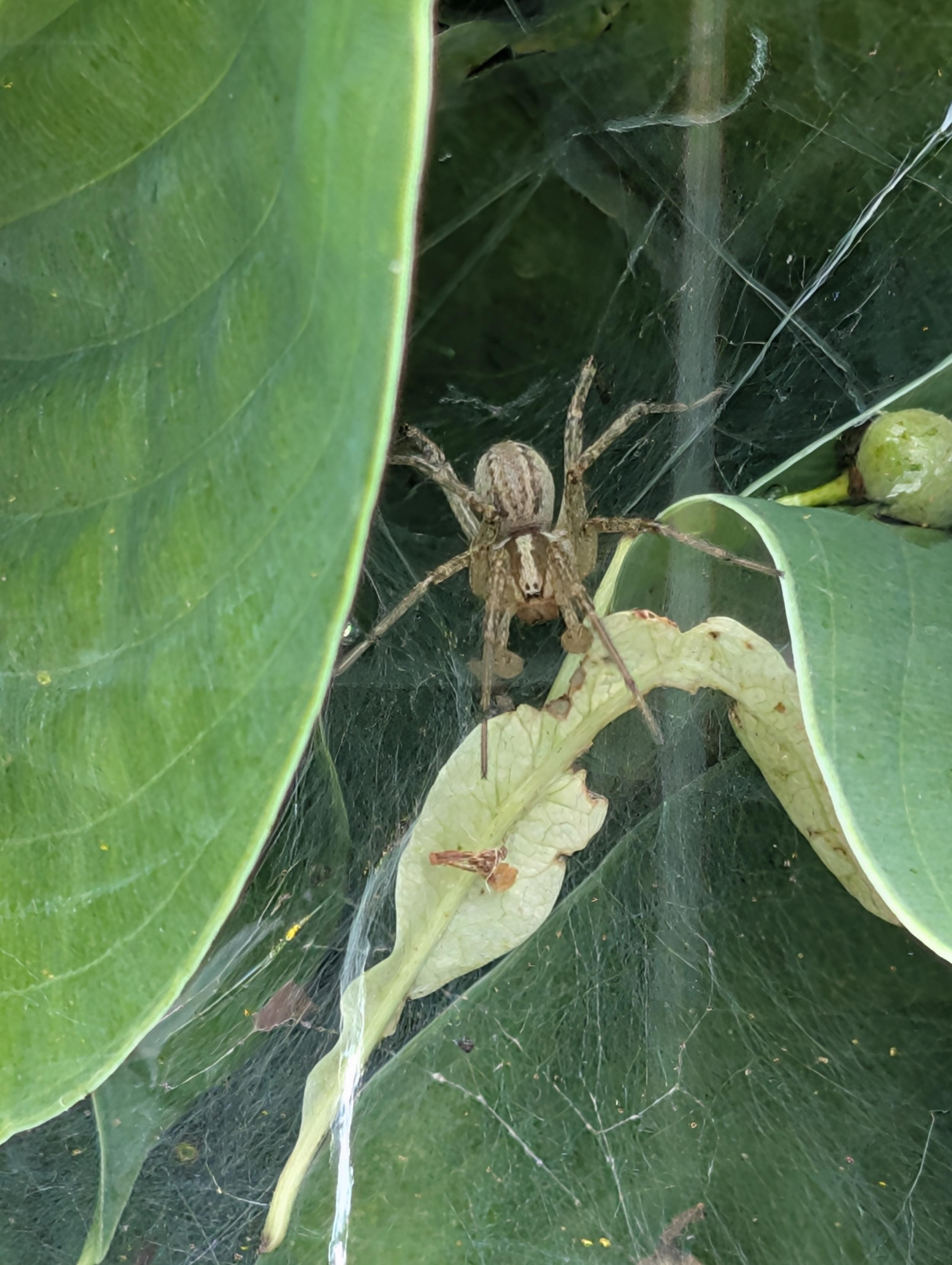 Danger lurks within the hostas. This photo features a spider standing on its web among hosta leaves.