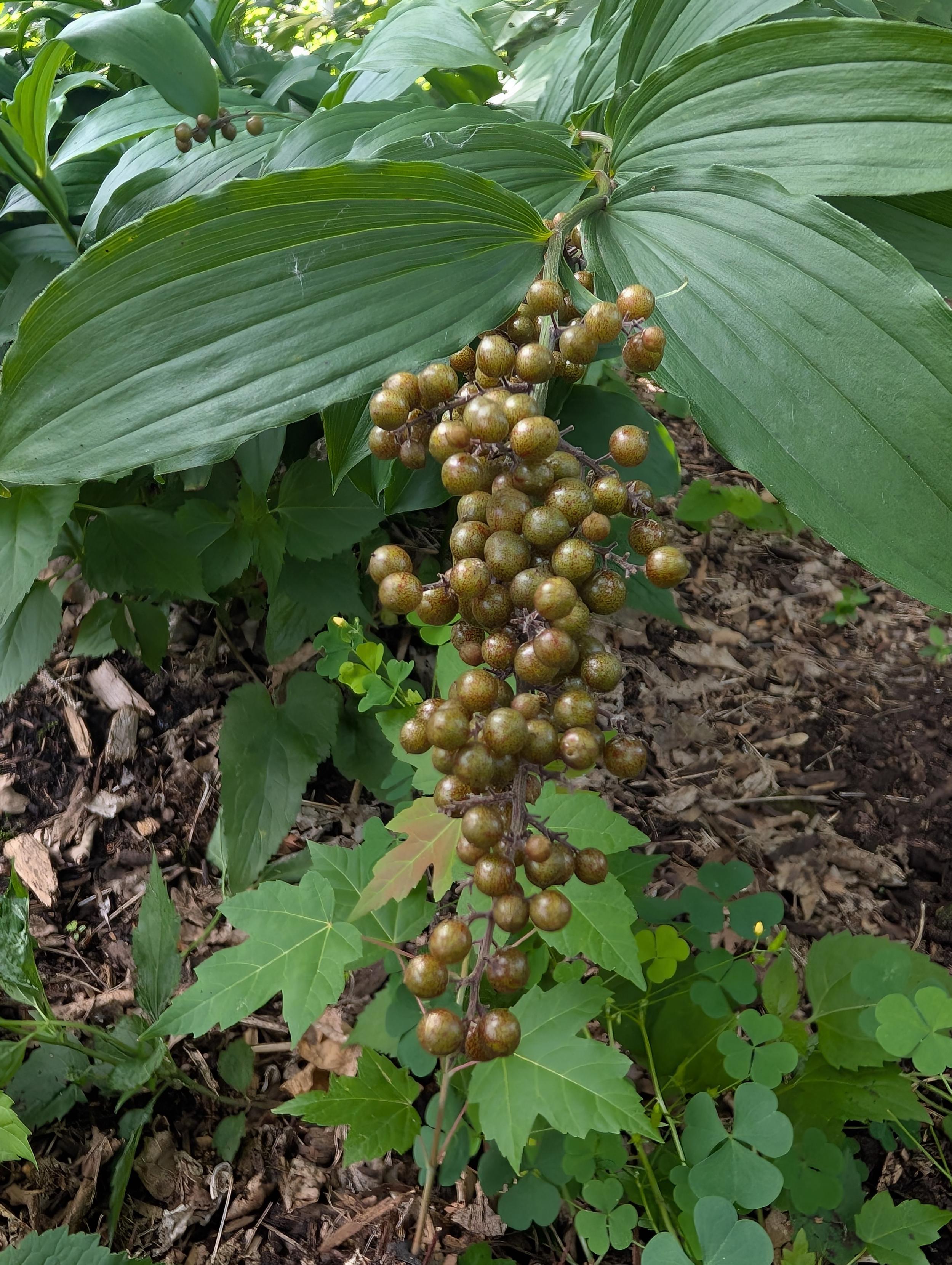This plant (False Soloman's Seal) has bunches of small berries on it that sometimes look like they're metal, painted like some decorations. The photo also features a small tree that's not supposed to be there and some clover.