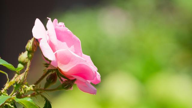 Pink Rose seen from side with nice blotches of green and white in the far background