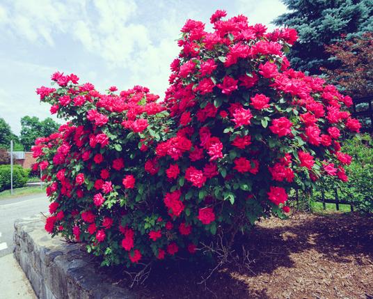 Big irregularly shaped rosebush with numerous big red flowers in planting on mulch line with stones by parking lot with more greenery to the right
