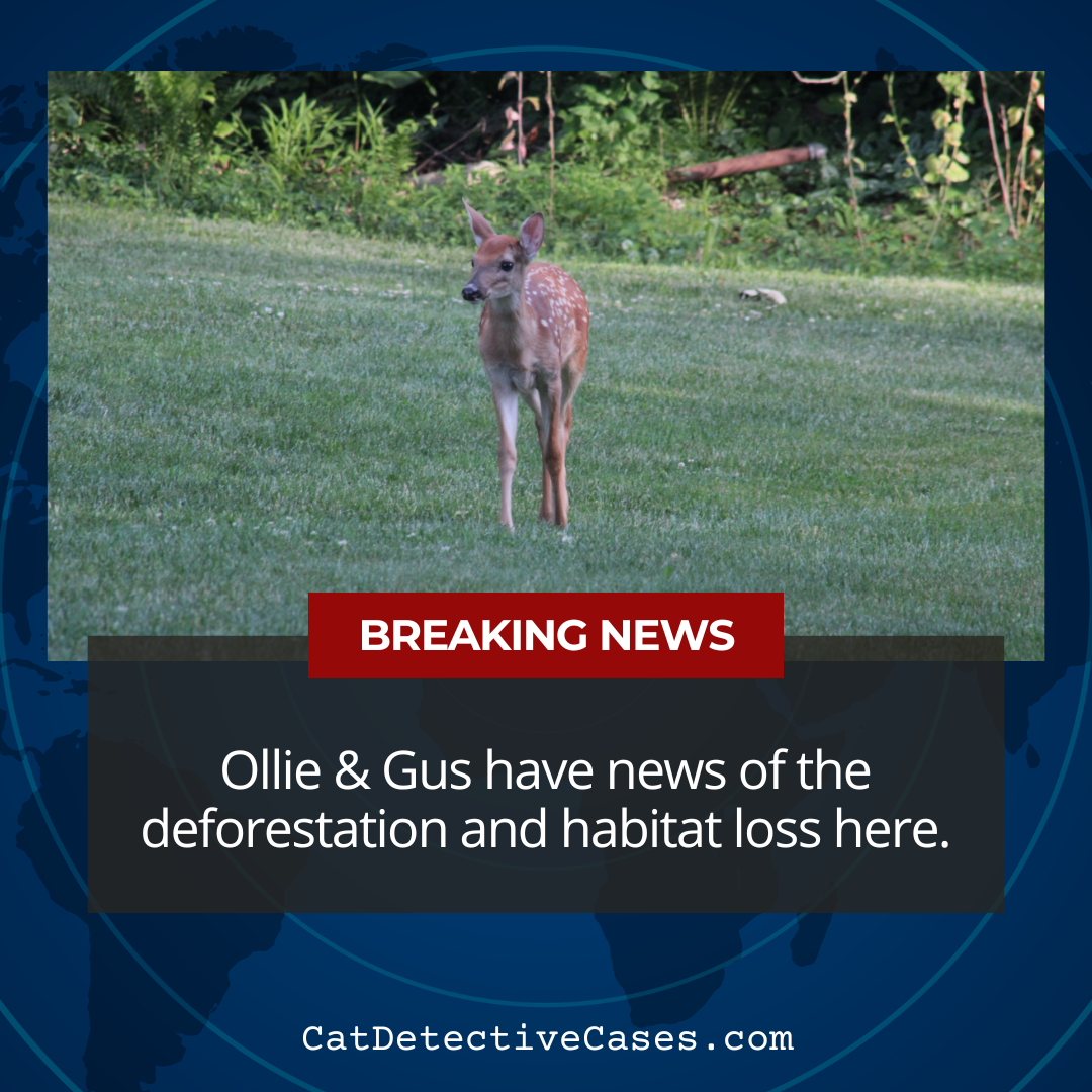 News style template with blue background and global graphic. A photo of a baby spotted fawn. Red text block: "Breaking News". Grey transparent box: "Ollie & Gus have news of the deforestation and habitat loss here."
CatDetectiveCases.com