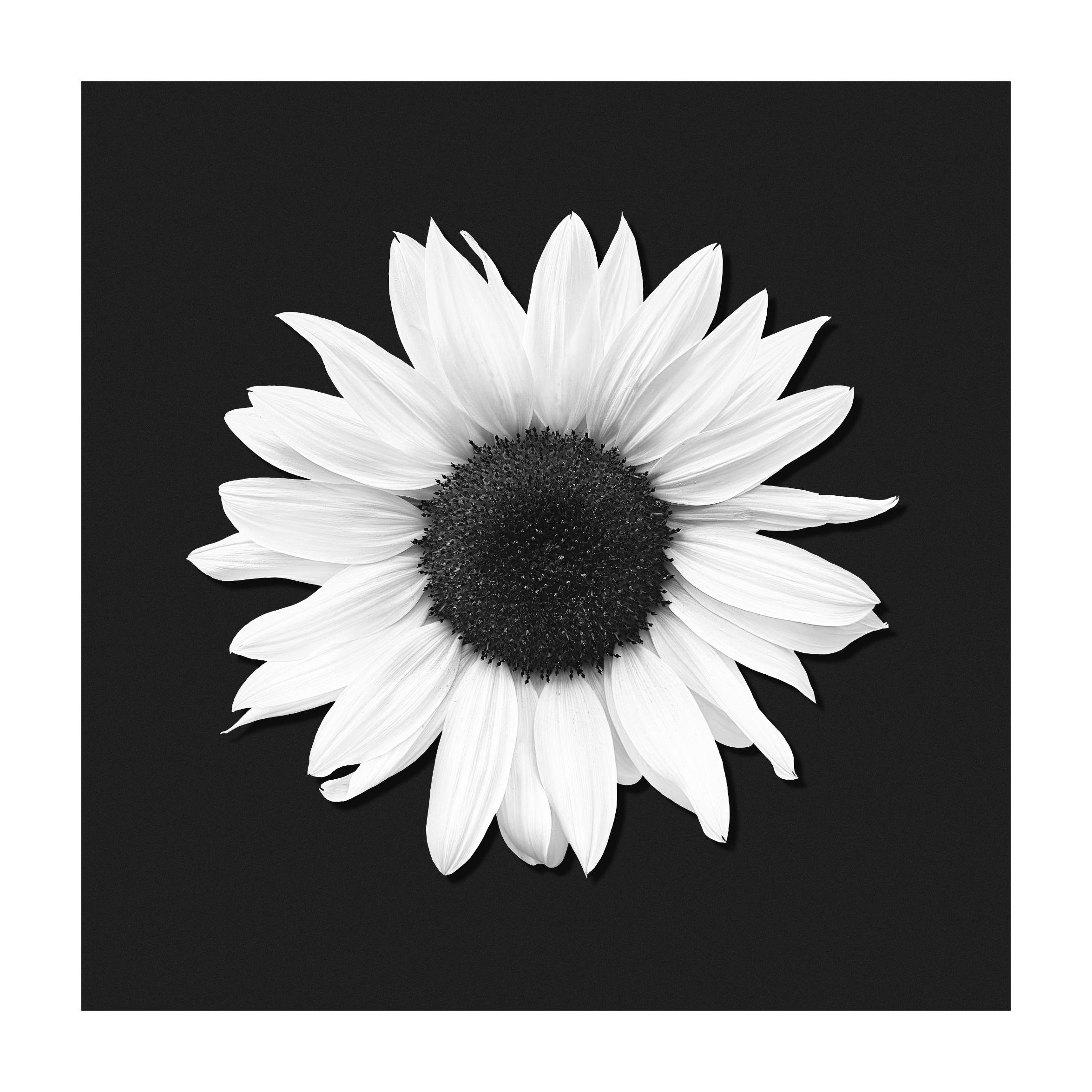 A black and white photo of a sunflower head on a plain black background.