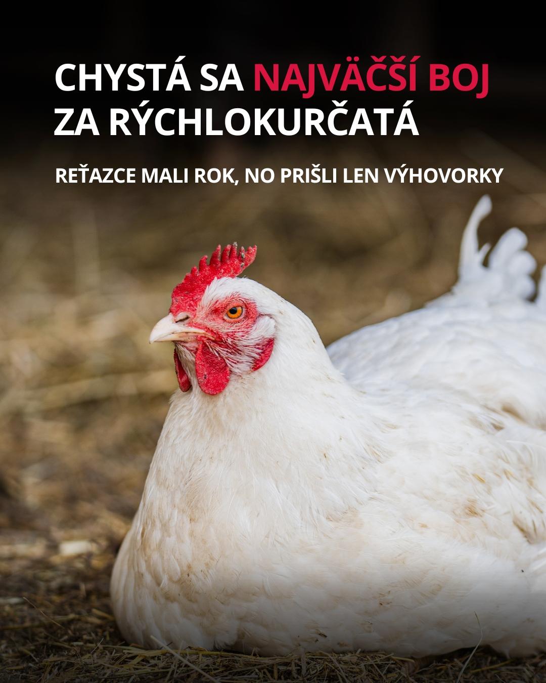 CHYSTÁ SA NAJVAČŠÍ BOJ ZA RÝCHLOKURČATÁ
na obrázku je biele kurča ležiace vonku na zemi.