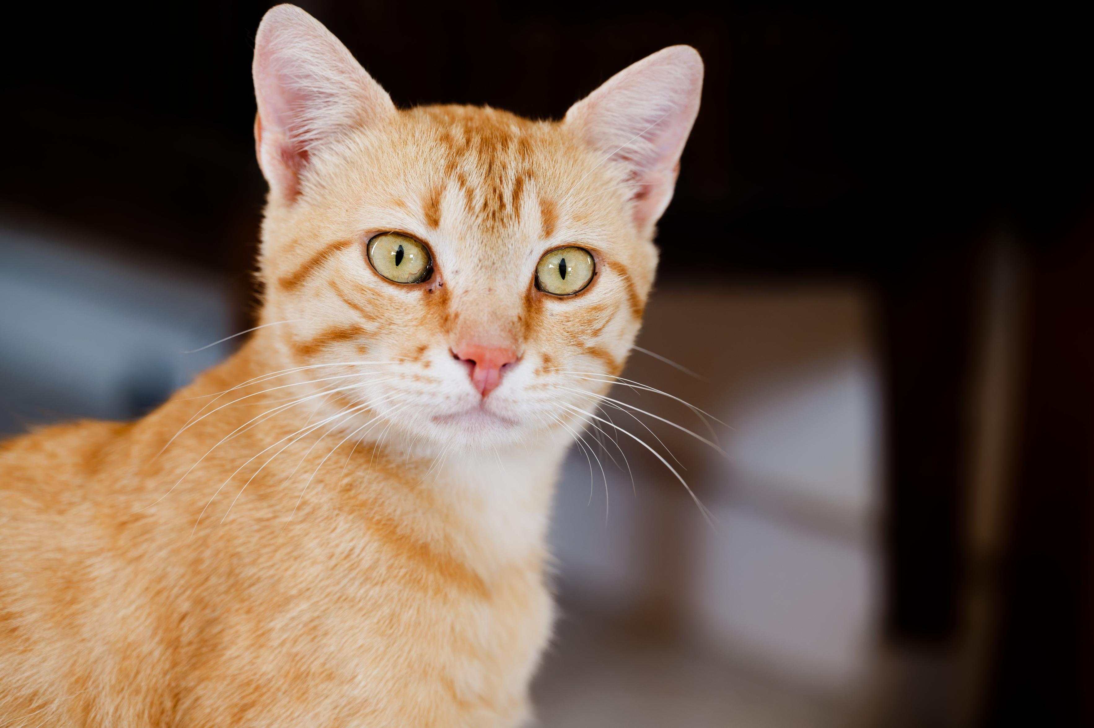 A front face/chest portrait of an alert young adult ginger Tom with white chin, green eyes, pink nose and white whiskers