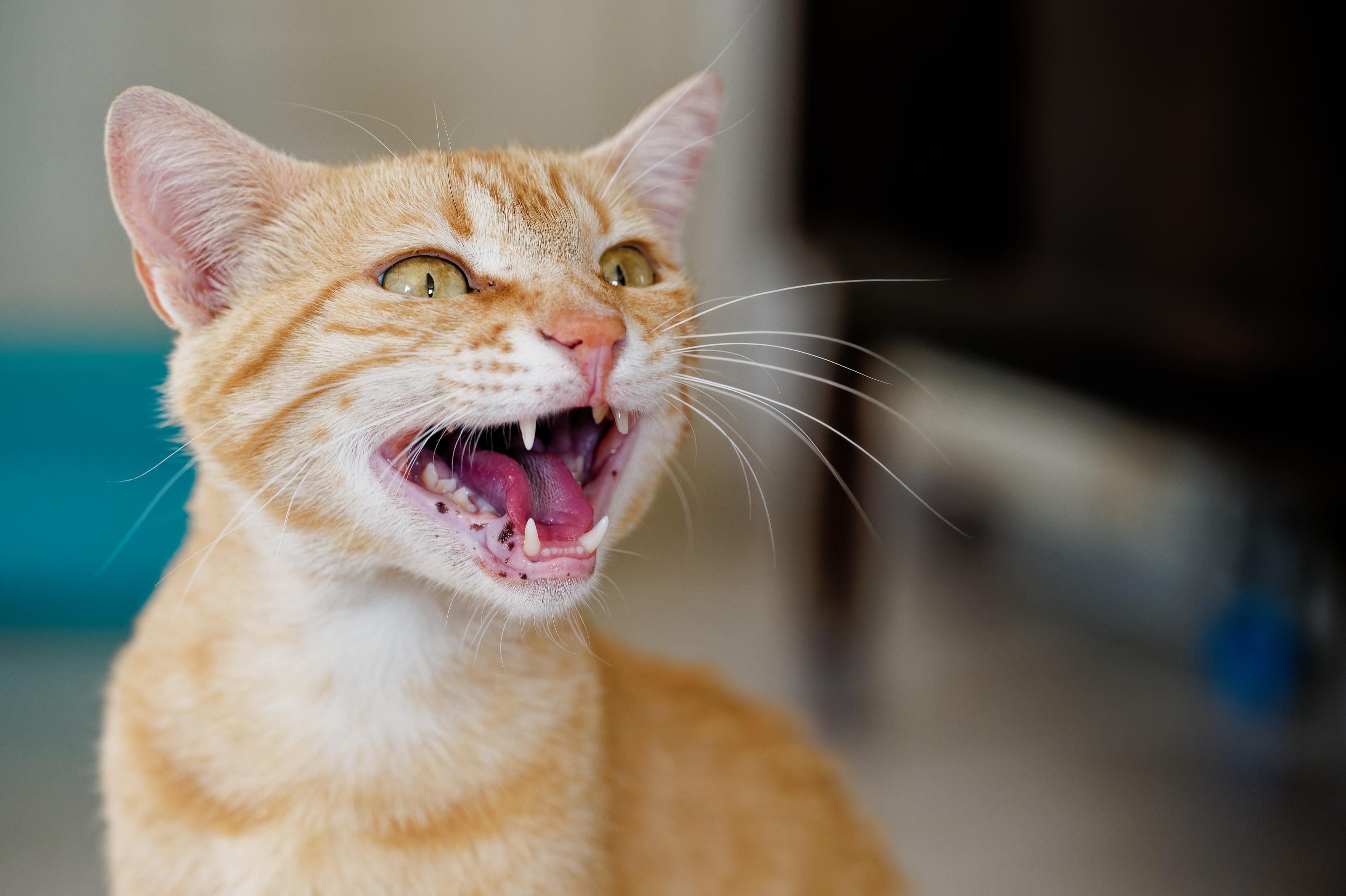 The same ginger Tom but shouting for food