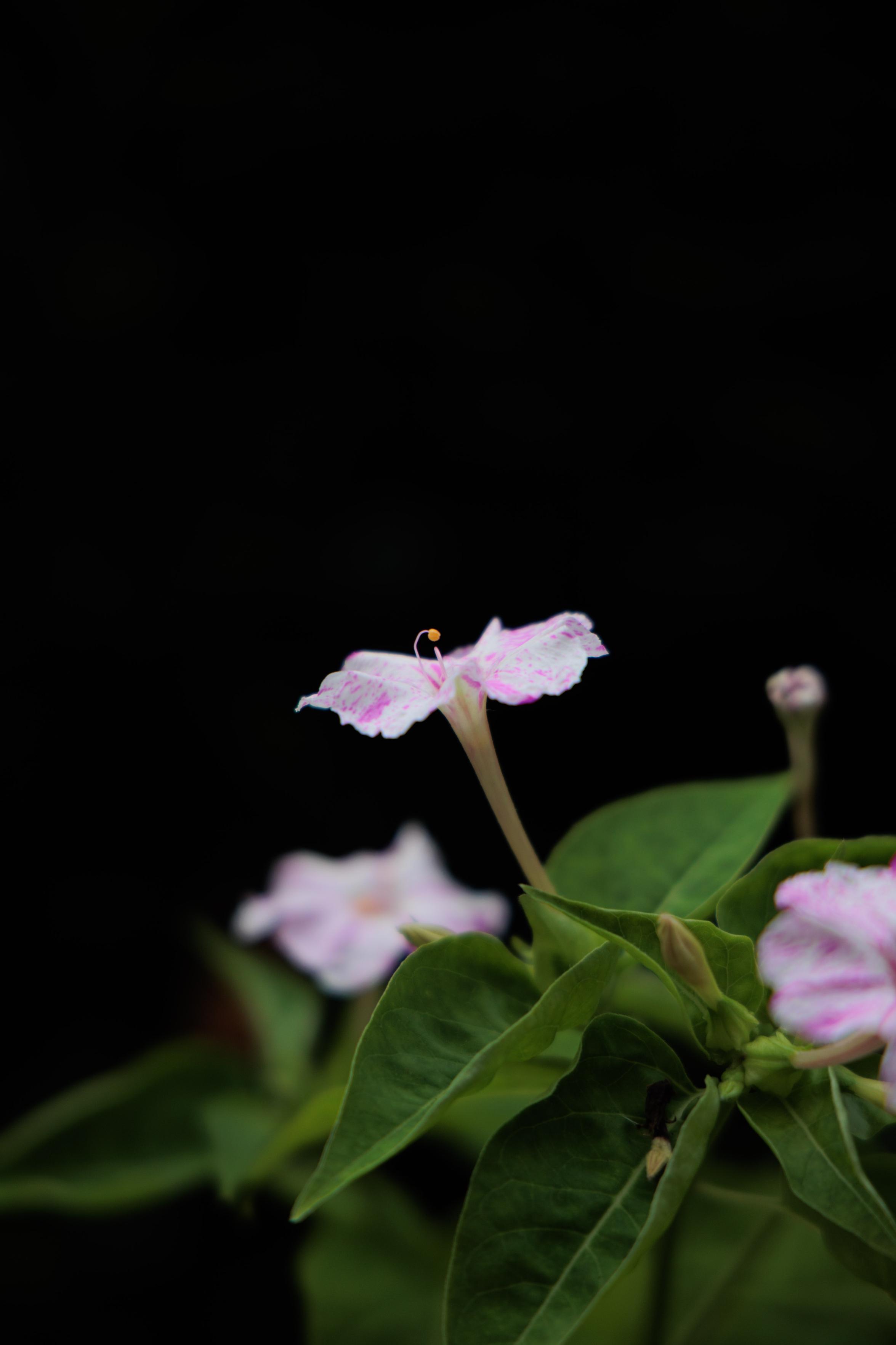 Close-up of delicate pink and white flowers with green leaves against a solid black background.