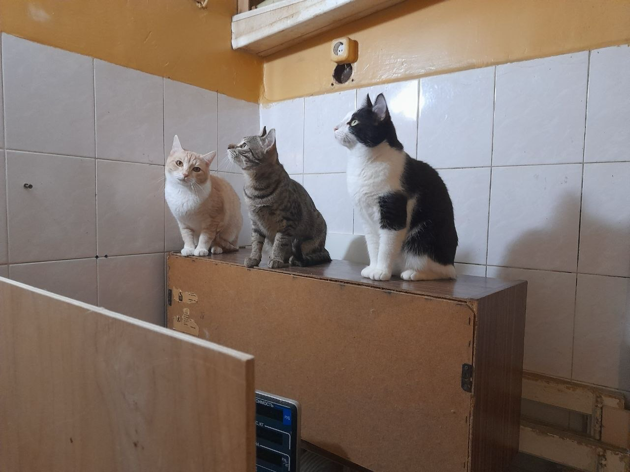 three domestic cats are sitting neatly in a row on a long, worn wooden cabinet in an older kitchen or work area. The cat on the left is a cream and white tabby with yellow eyes, looking directly at the camera. The middle cat is a grey and brown striped tabby, looking upwards and to the right. The cat on the right is a stark black and white tuxedo cat, looking sharply upwards and to the left in a similar direction. They are all sitting upright. The background is composed of older white square wall tiles and some older wooden shelving and a ceiling area. Part of a plain wooden panel and a digital scale are partially in the left foreground, blurring slightly. The lighting is functional and casts soft shadows.