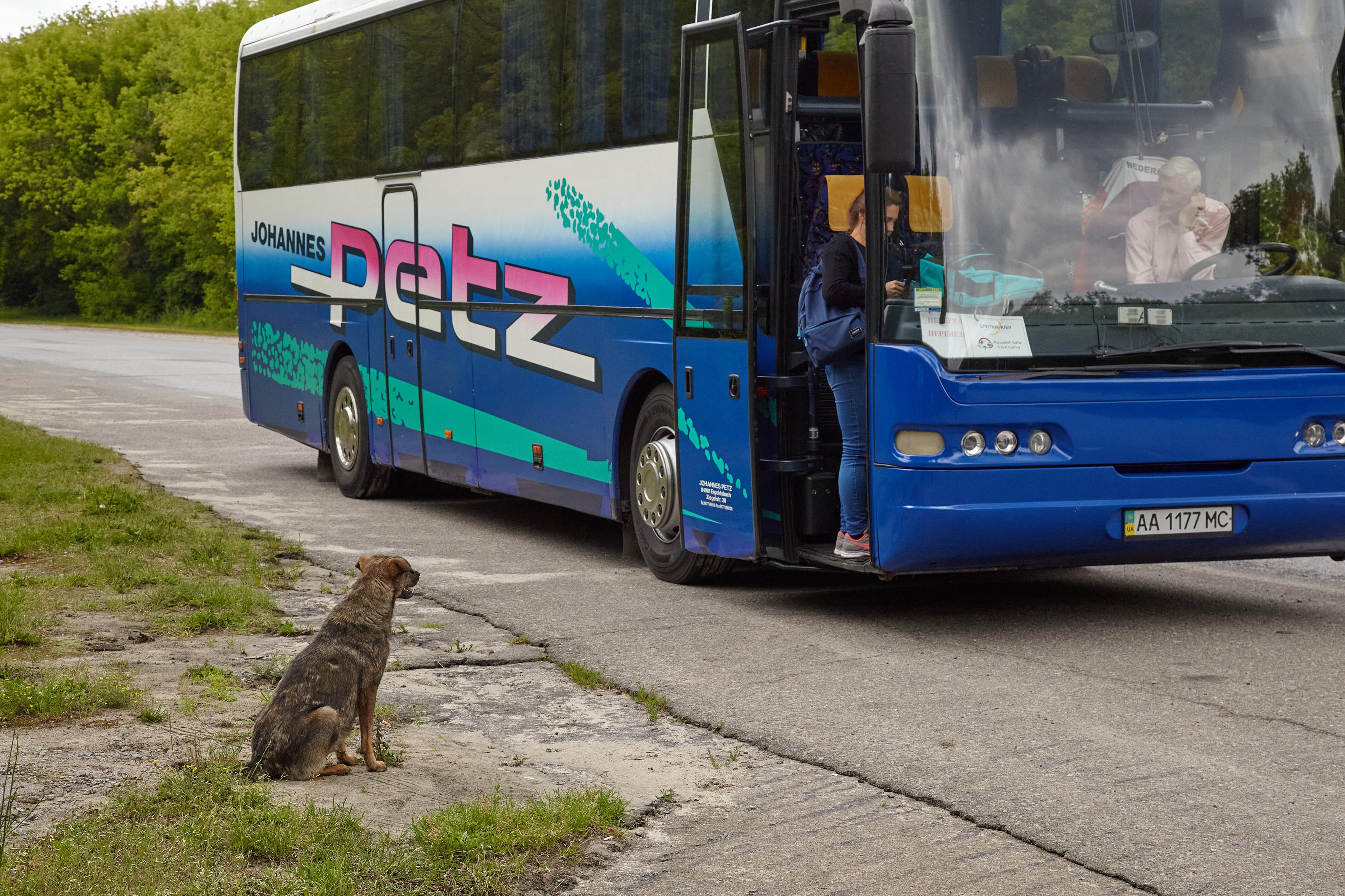 A stray dog sits on the kerb watching a tour bus, as a passenger steps down from the open door.