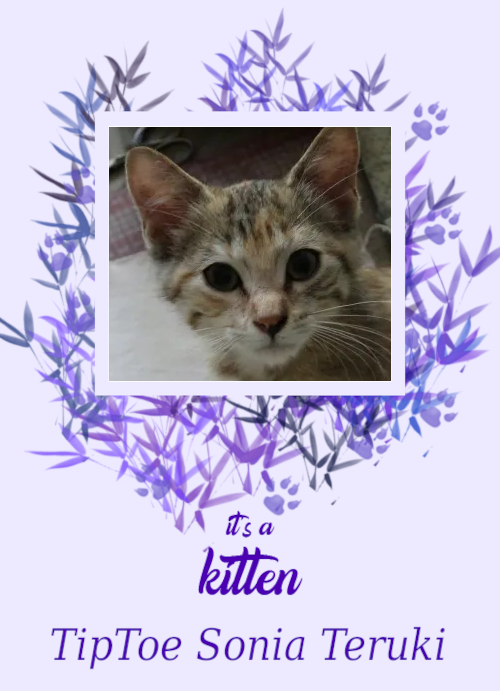 A spoof of a birth announcement card, except instead it's for the arrival of a cute torbie. It reads :
"It's a kitten
TipToe Sonia Teruki"