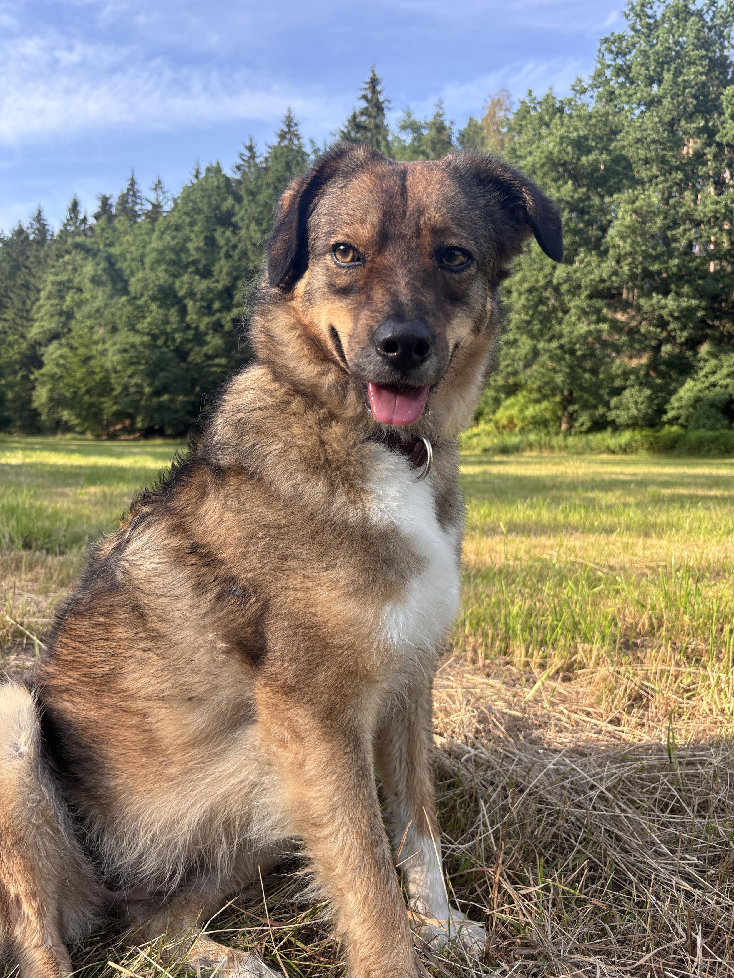 Ein braun-schwarzer Hund mit weißem Latz schaut mit heraushängender Zunge in die Kamera . Er sitzt auf einer Wiese, im Hintergrund Wald und blauer Himmel.