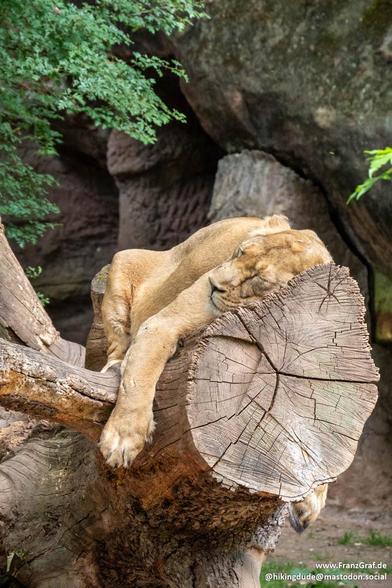 This image captures a serene and natural moment featuring a lioness resting on a large, fallen tree trunk. The lioness, with her light tan fur, is lying on her side, her head comfortably resting on the rough, textured surface of the tree. Her eyes are closed, suggesting she is either sleeping or deeply relaxed.
The tree trunk on which she rests is massive, with visible growth rings and a rugged, weathered appearance, indicating its age and strength. The background is filled with lush greenery, …