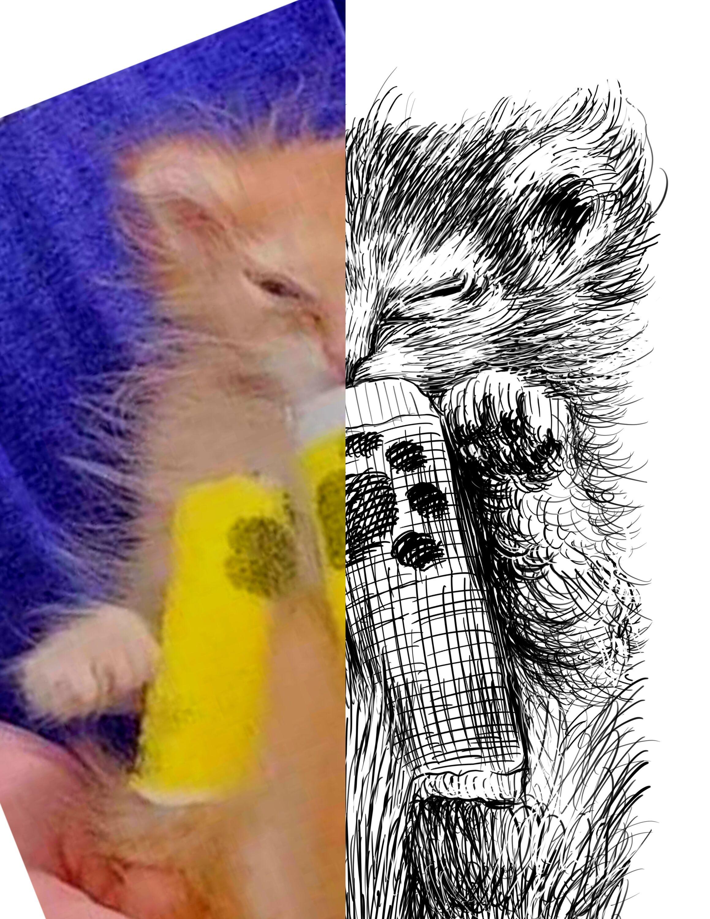 Black and white drawing of a ginger kitten named Tater Tot sleeping with bandages on his back legs. The left half of the image is the reference.