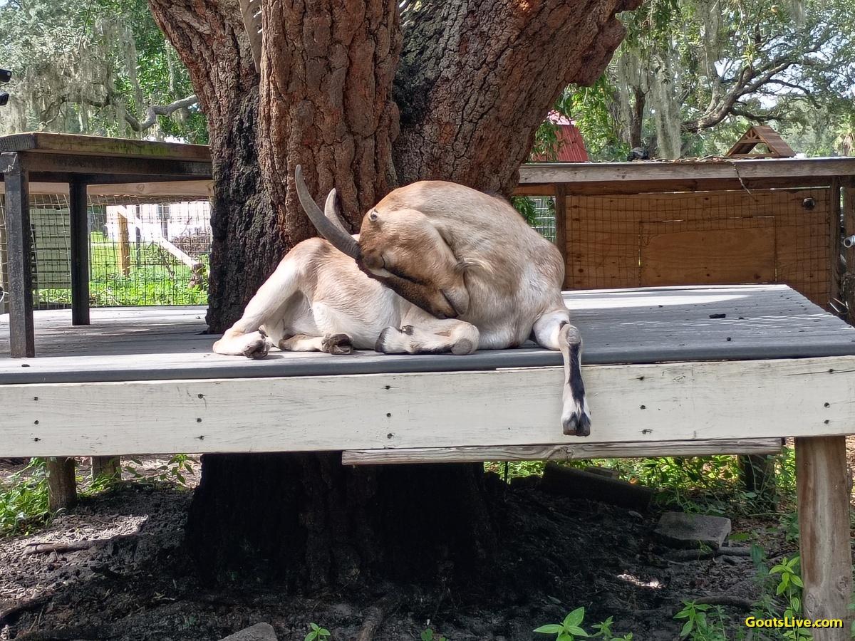 A tan goat with horns and tiny ears is laying at the edge of her deck, her left foreleg dangling off the edge of deck and her head tucked into her right side as she sleeps.