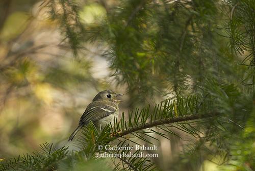 A small brown song bird with its beak opened as it regurgitates an insect before eating it. It sits on the branch of a pine tree and is surrounded by branches.