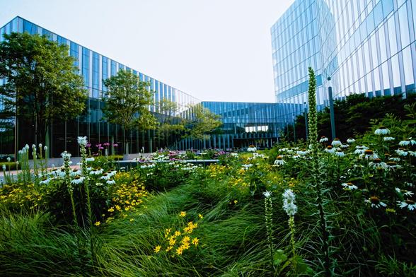 Garden with grass, white echinaces, things that look like bottlebrushes, yellow daises in more with plaza lined with trees with shinning glass and steel building wrapping around behind it and totally blown out sky
