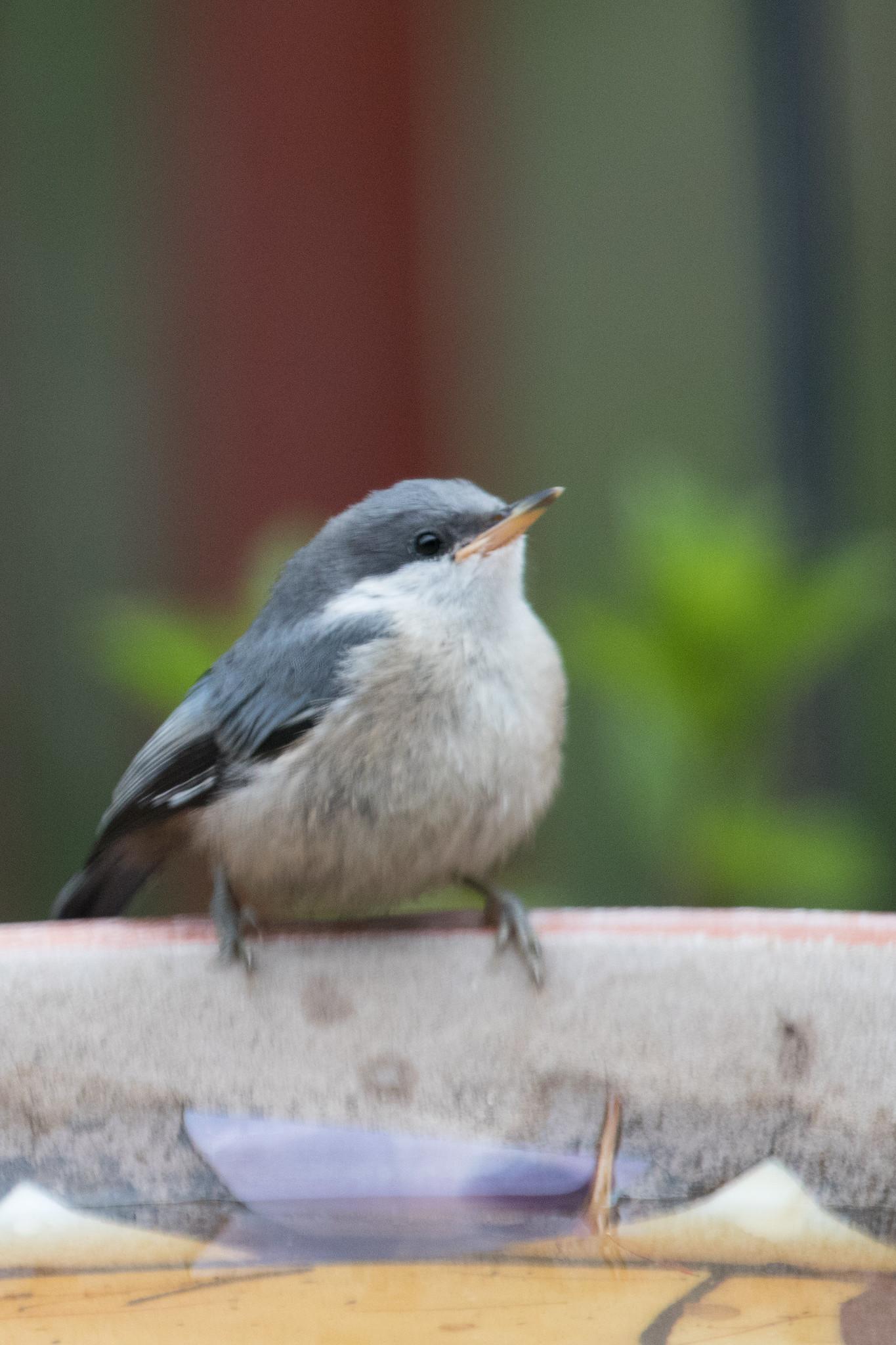 Look at this perky guy.  It's hanging out on my embarrassingly in need of a scrub bird bath.  

Its mouth is upturned.  Its back is a stunning color of blue and its breast is bright white and its beak is sunny yellow.  

We get lots of pygmy nuthatches in these parts.  But each is adorable in its own unique way.  Like this one.