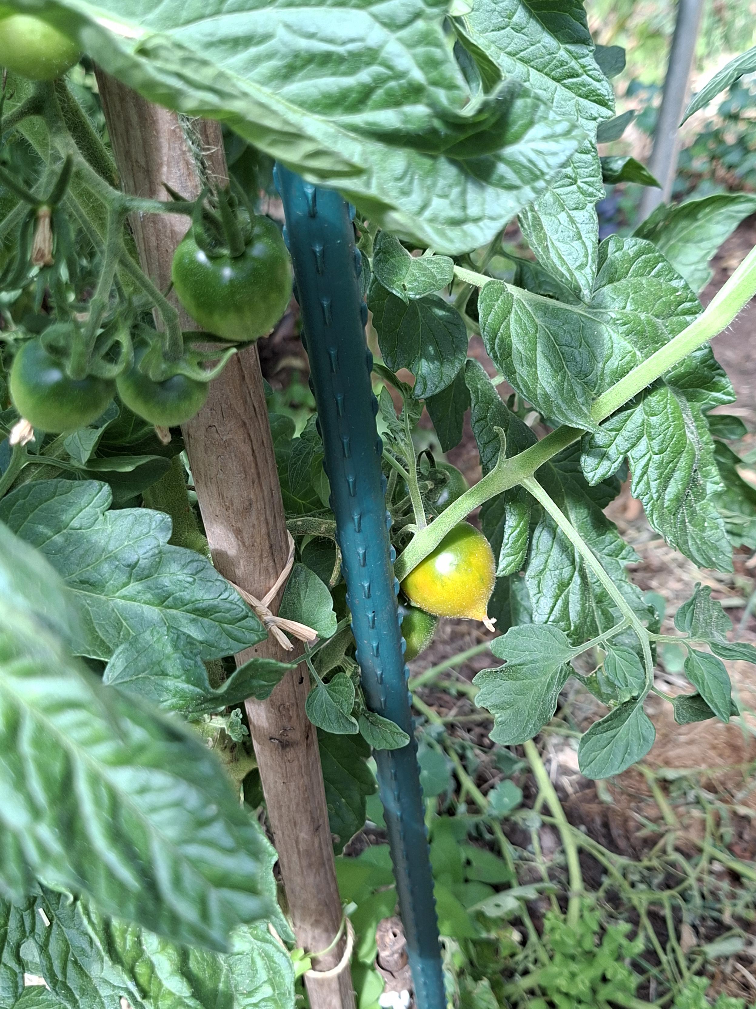 Kleine, herzförmige Tomate der Sorte Maiglöckchen. Noch halbreif an der Pflanze.