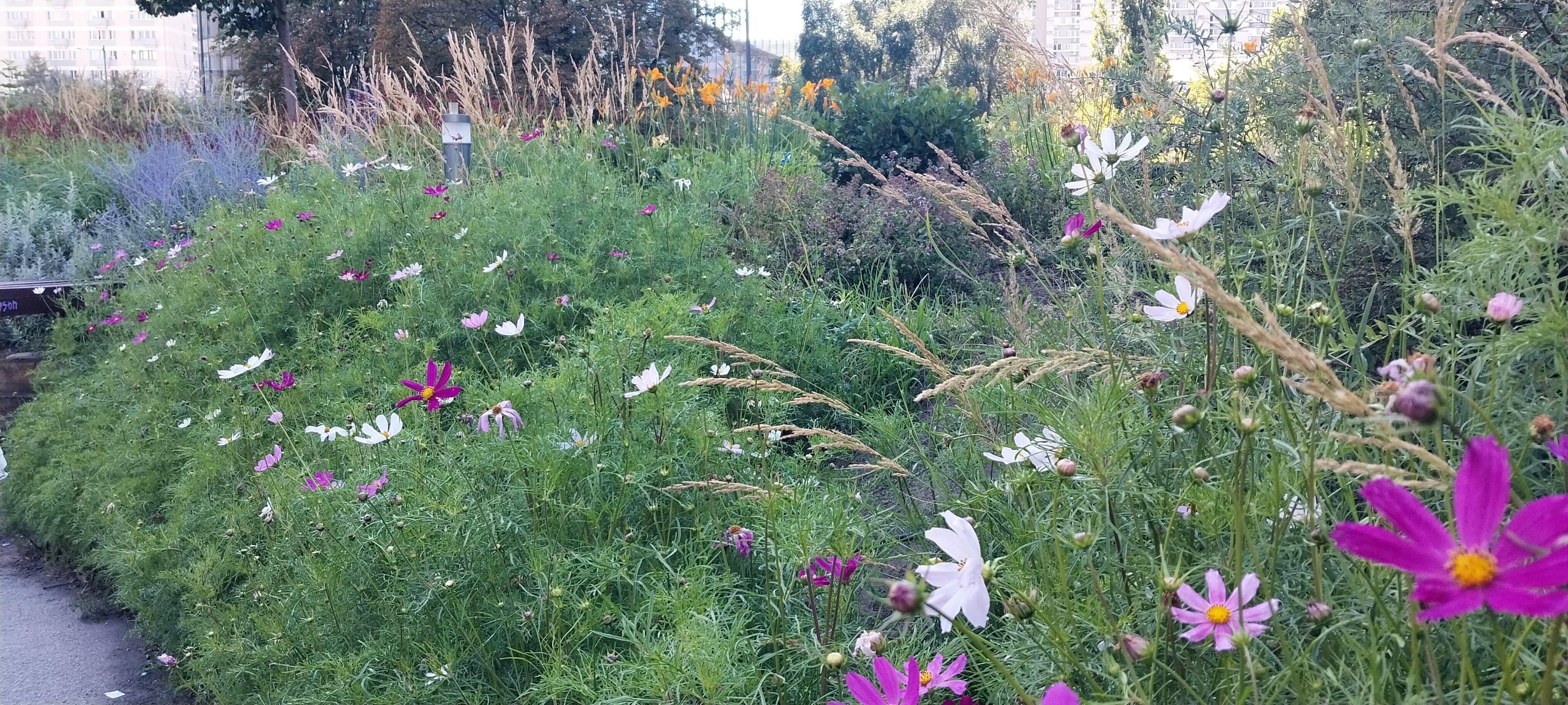 Large bed of fushia, pink and white cosmos waist high with orange lilies and purple sage and grasses in background
