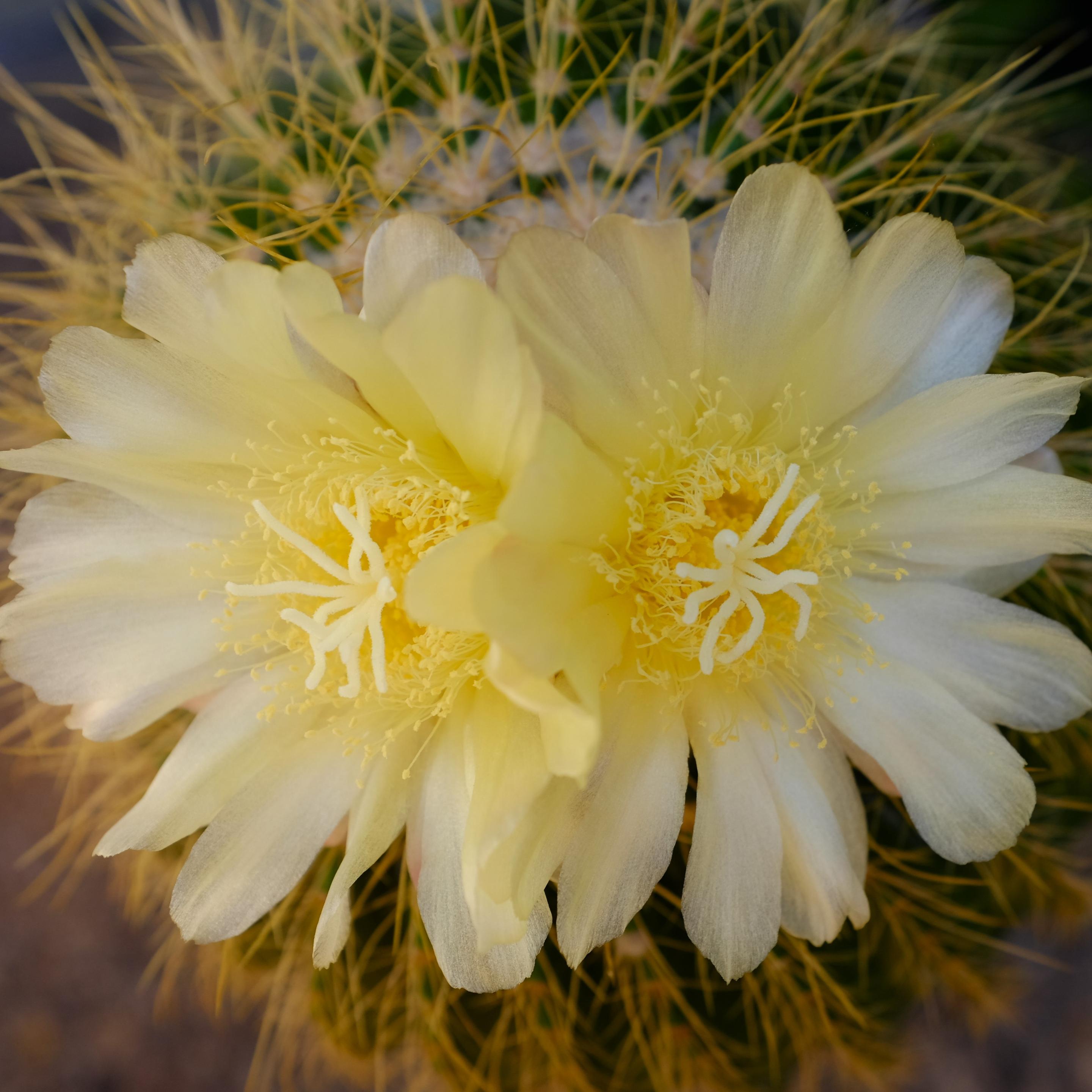 A close-up of two cactus flowers. They have lots of creamy yellow long petals that appear to become lighter towards the ends. The colour in the centre is intensified by the deeper yellow stamens around the pale spidery-looking stigma. Behind the flowers can be seen the cactus itself with a mid-green body and many ribs on which are fluffy areoles with long thin yellow spines.