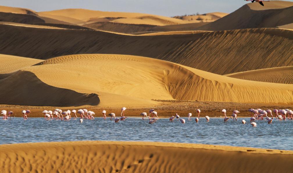DÉSERT DE NAMIBIE 
Le plus vieux désert du monde
