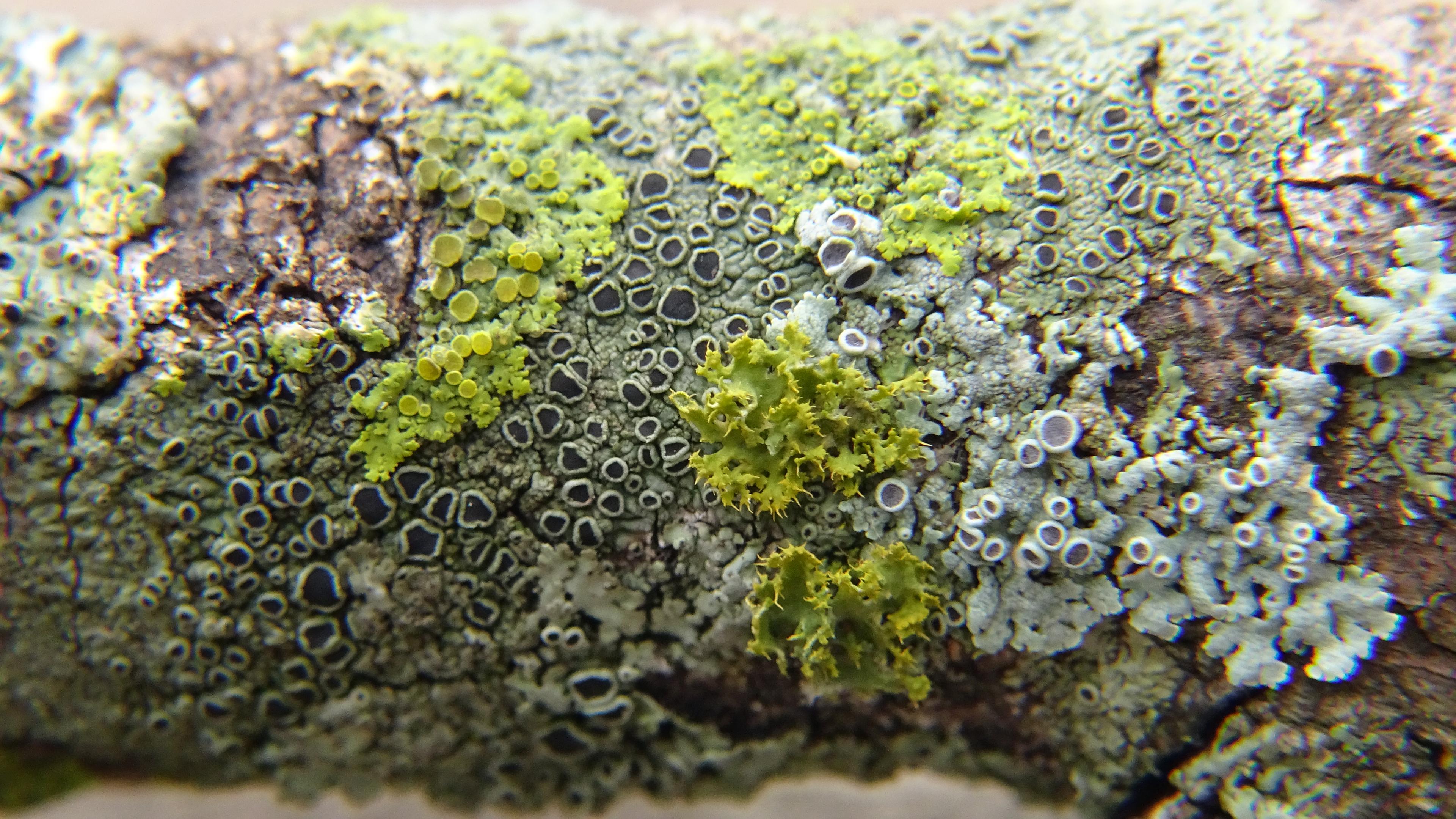 I see three varieties of the kind of lichen that looks like little cups or buttons.
