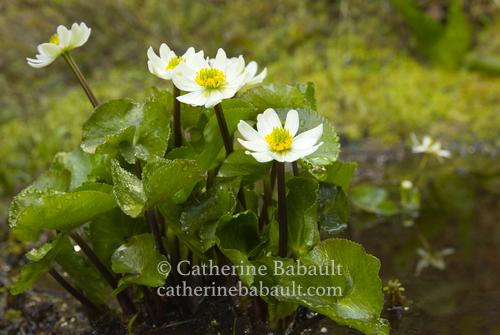 Flower with 7 or 8 white petals, a yellow heart, and rounded green leaves with raindrops on them. The plant is short and surrounded by green moss.