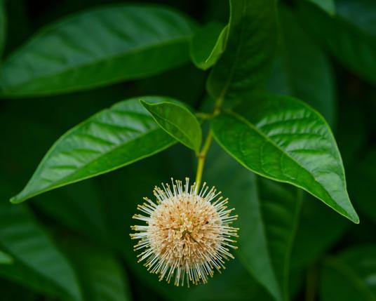 At the bottom a spectacular spherical flower with little hairs sticking out of it attached to a stem with thick, dark and waxy looking leaves
