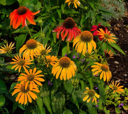 13 or so confeflowers but these aren't purple or white, they are yellow and red!