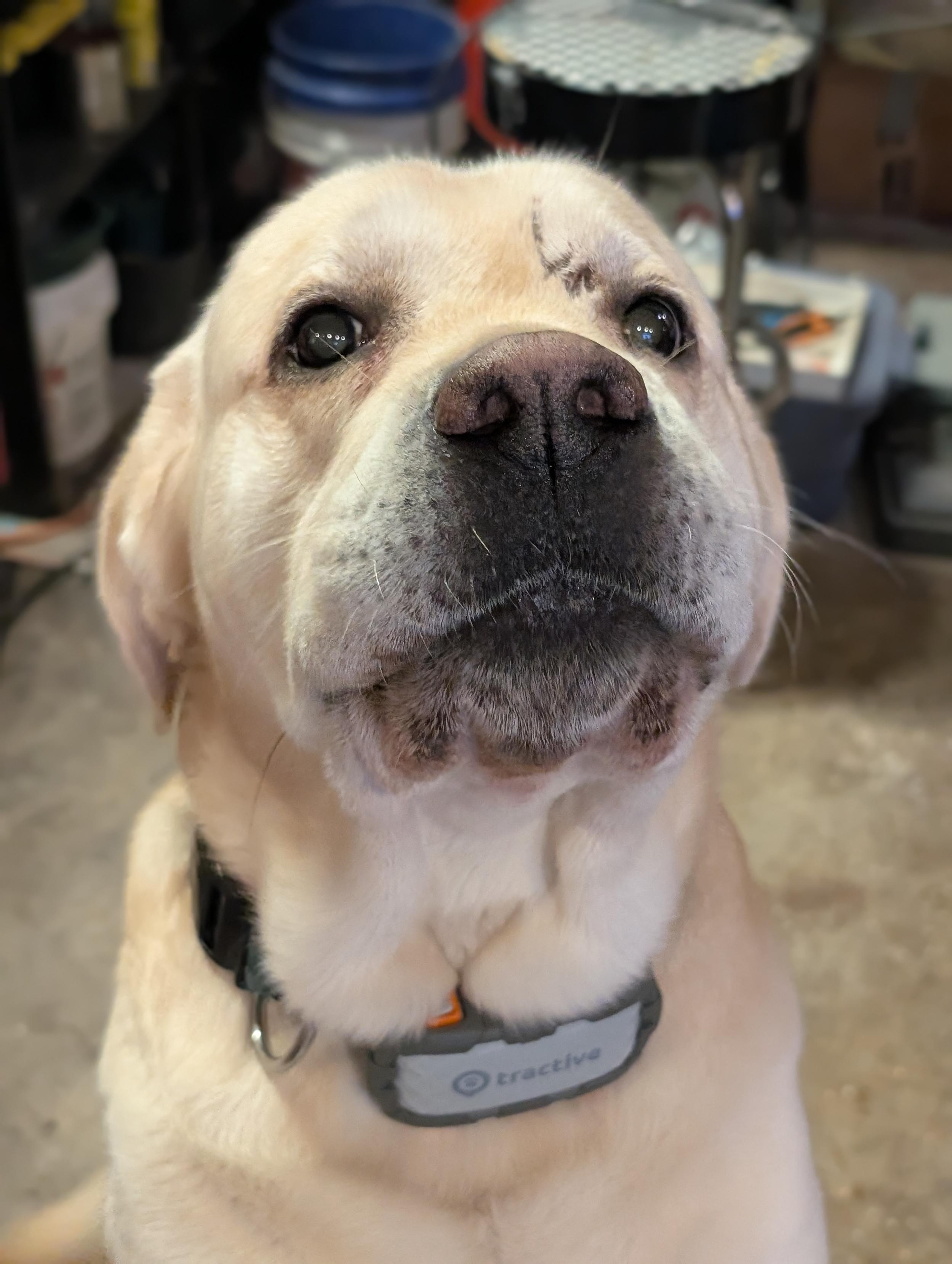 A yellow English lab points his snout at the camera, ears pulled back, begging for a treat. He has a scar above his left eye