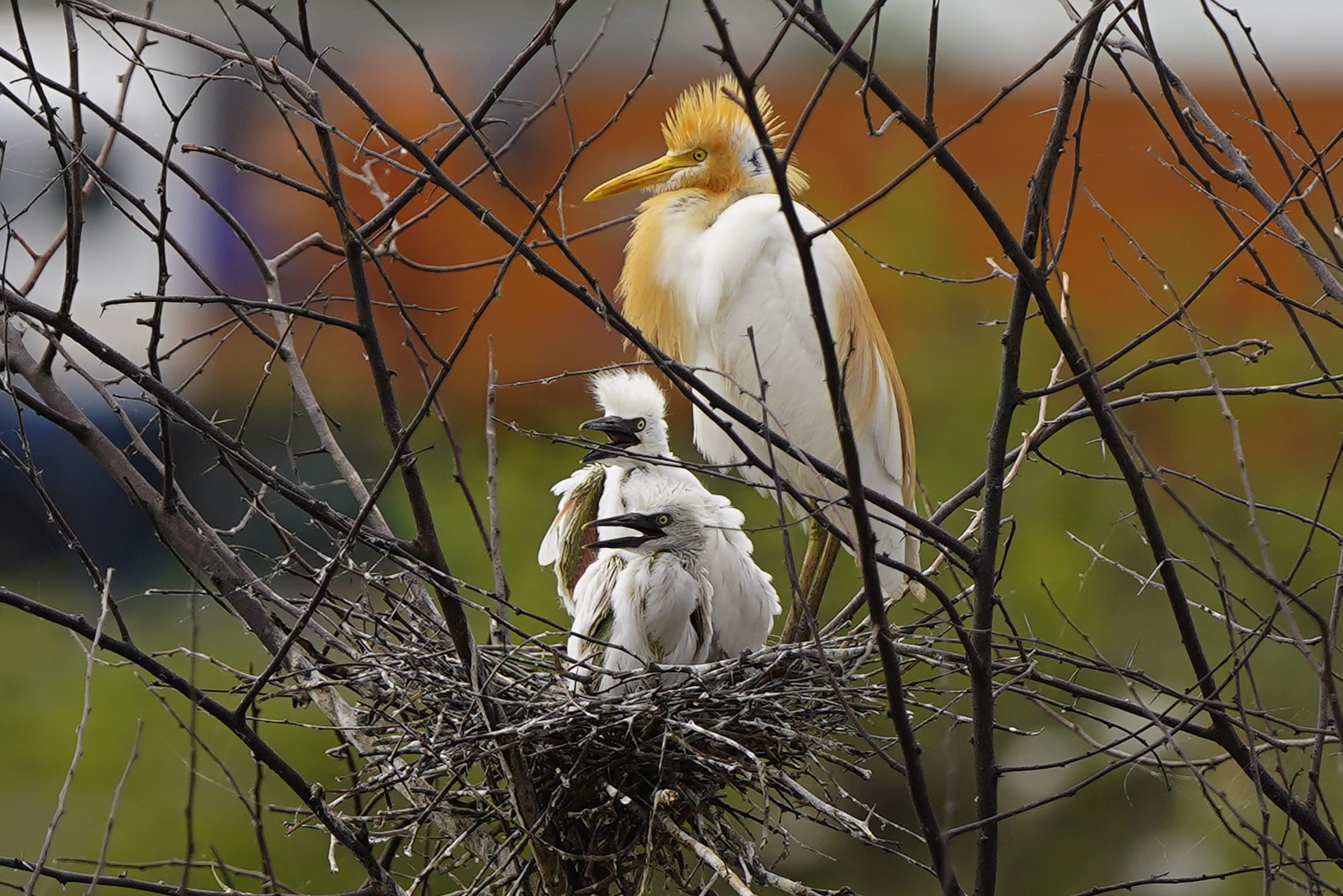 An egret tends to its chicks in their nest.