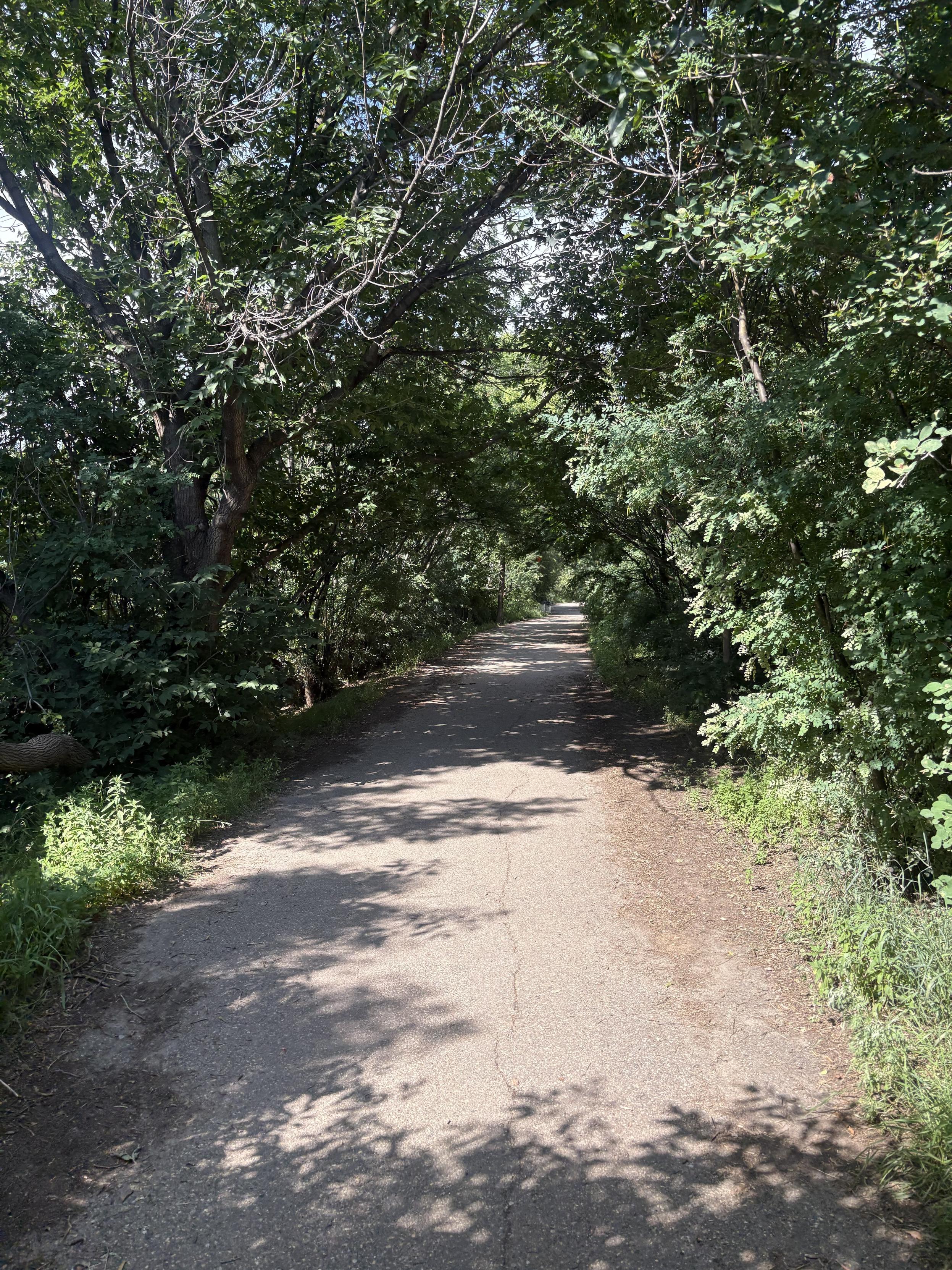 Photo of a pedestrian and cyclist trail with trees ahead, overgrown in a way that they make a lovely little tunnel through the verge.
