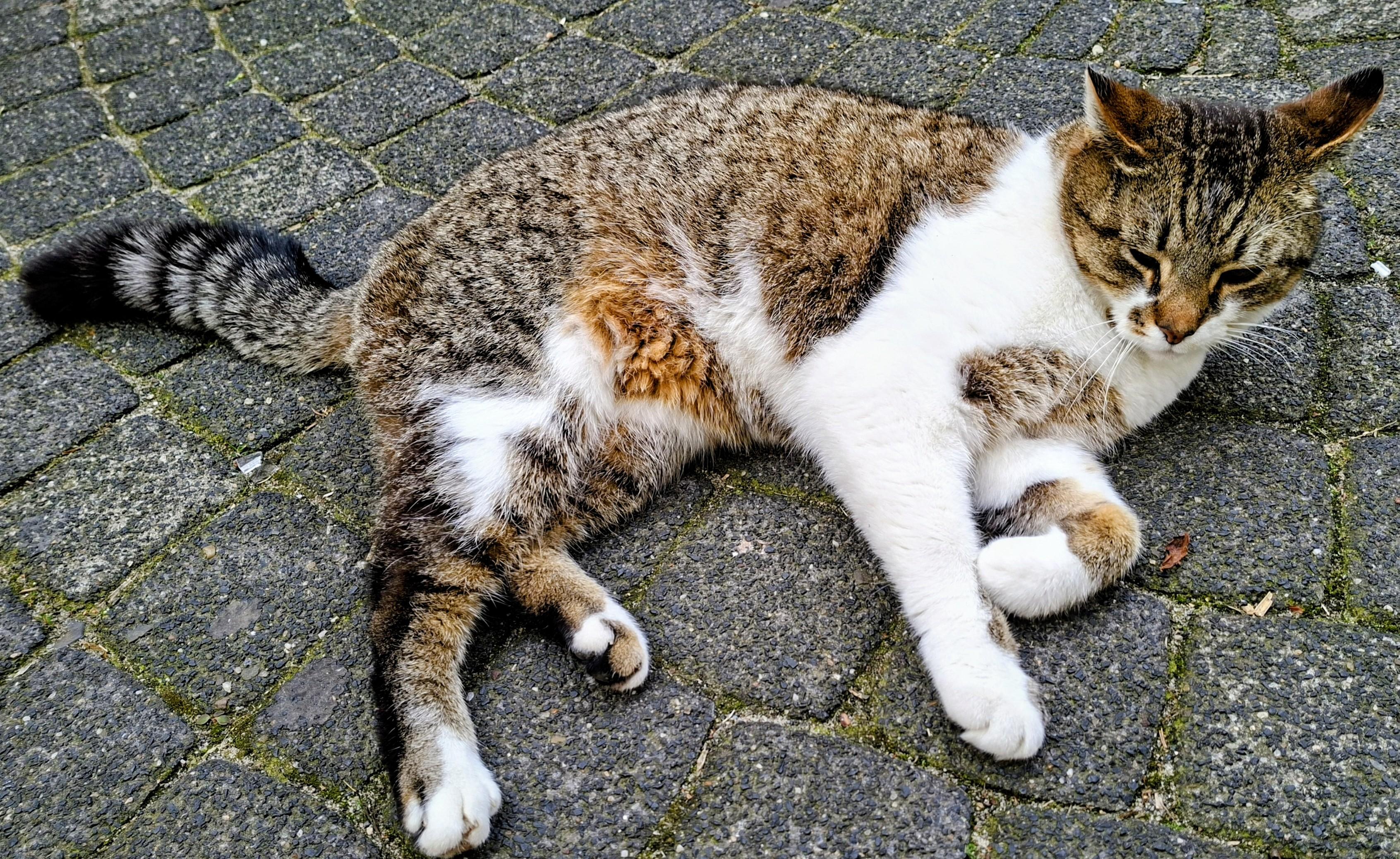 In Nijmegen kwam ik dit fotomodel tegen, die wel even op de foto wilde, en er goed voor ging liggen.Fijn weekend iedereen.