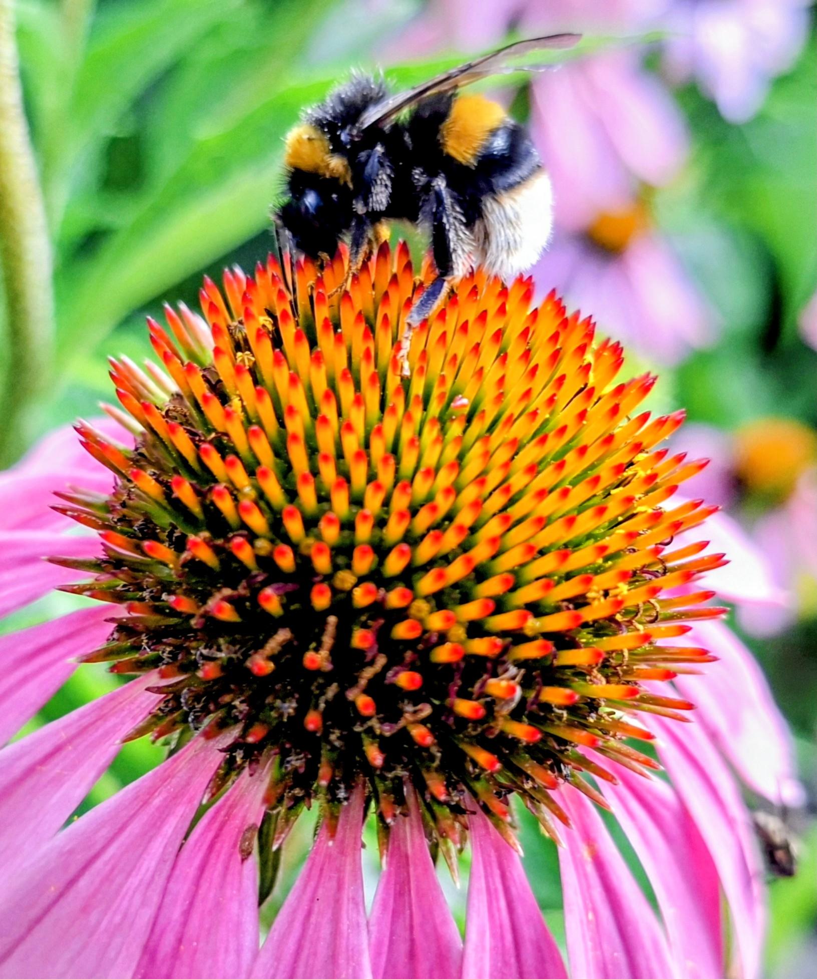 Op deze foto een hommel, aan het genieten van de nectar van de rode zonnehoed.