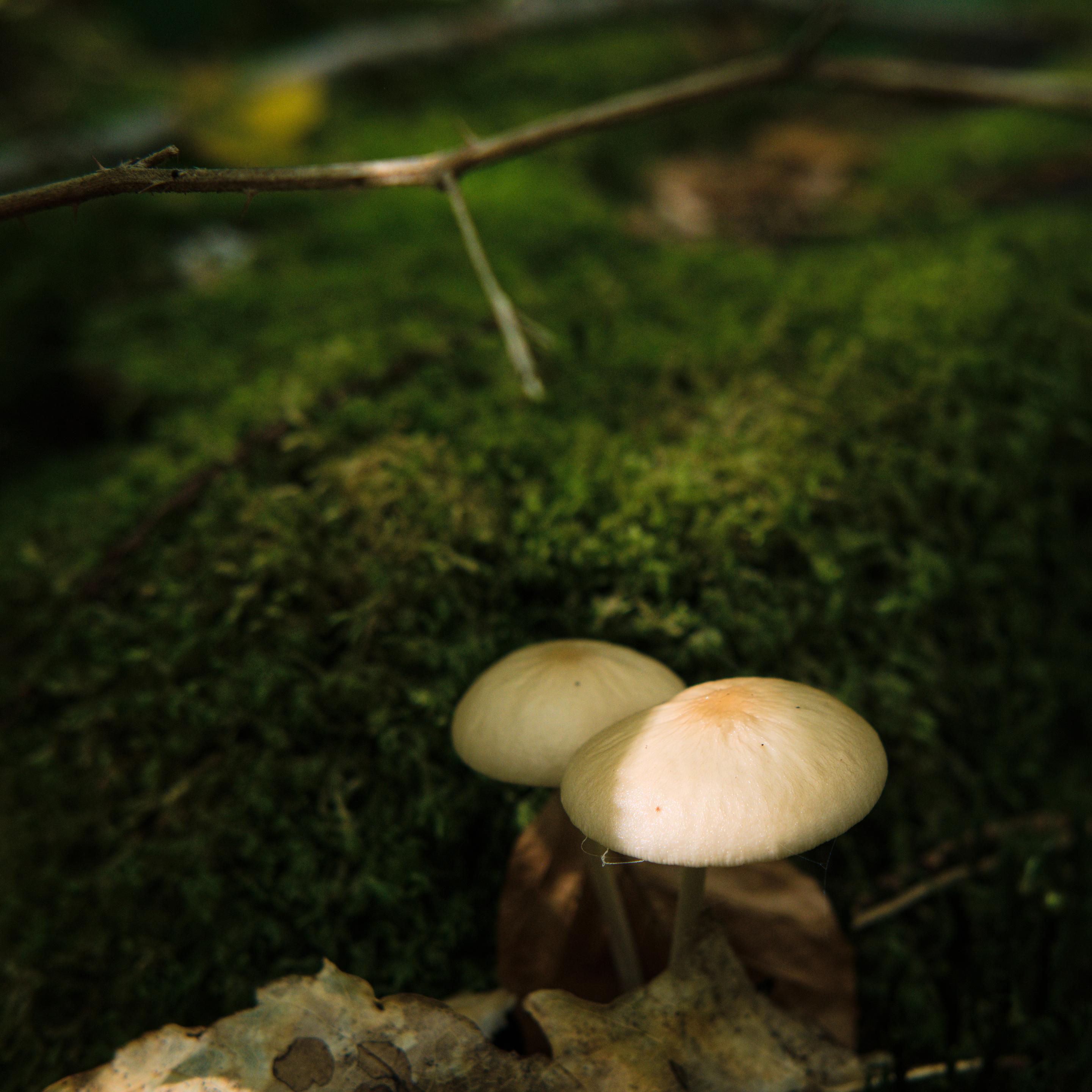 Phot de petits champignons blancs près de mousse dans la forêt
